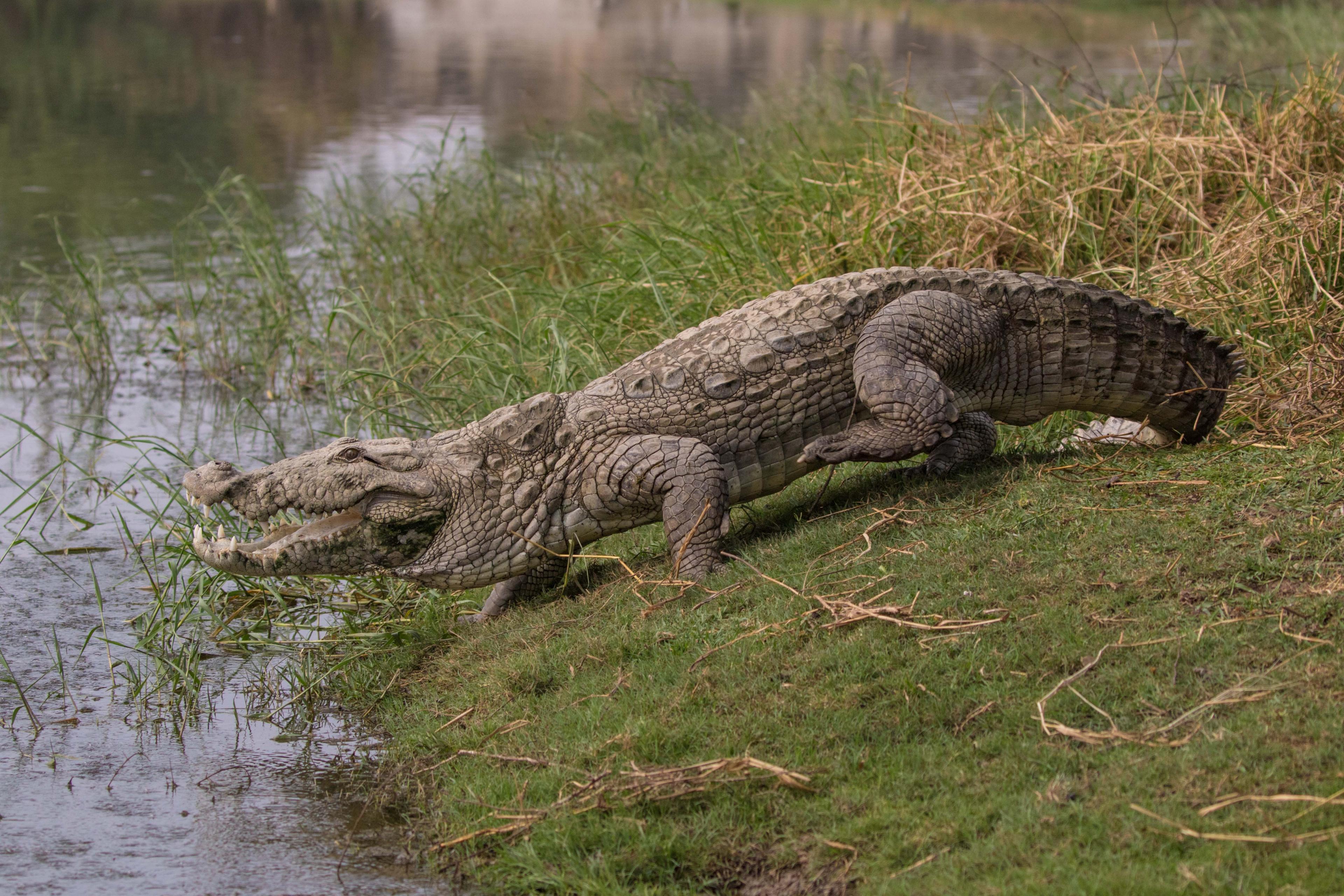 A mugger crocodile gets ready to wade into a pond