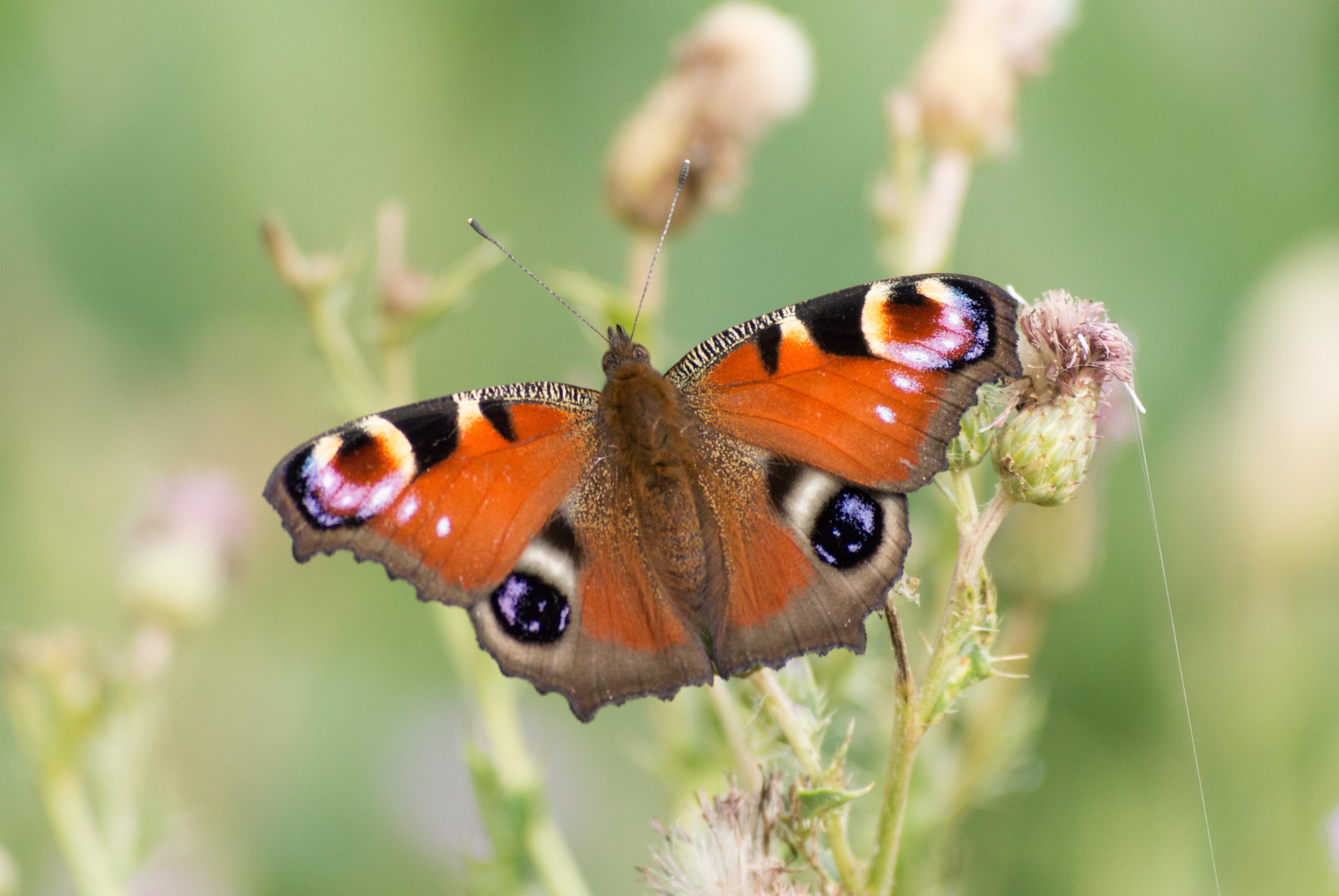 A peacock butterfly at the RSPB Otmoor reserve