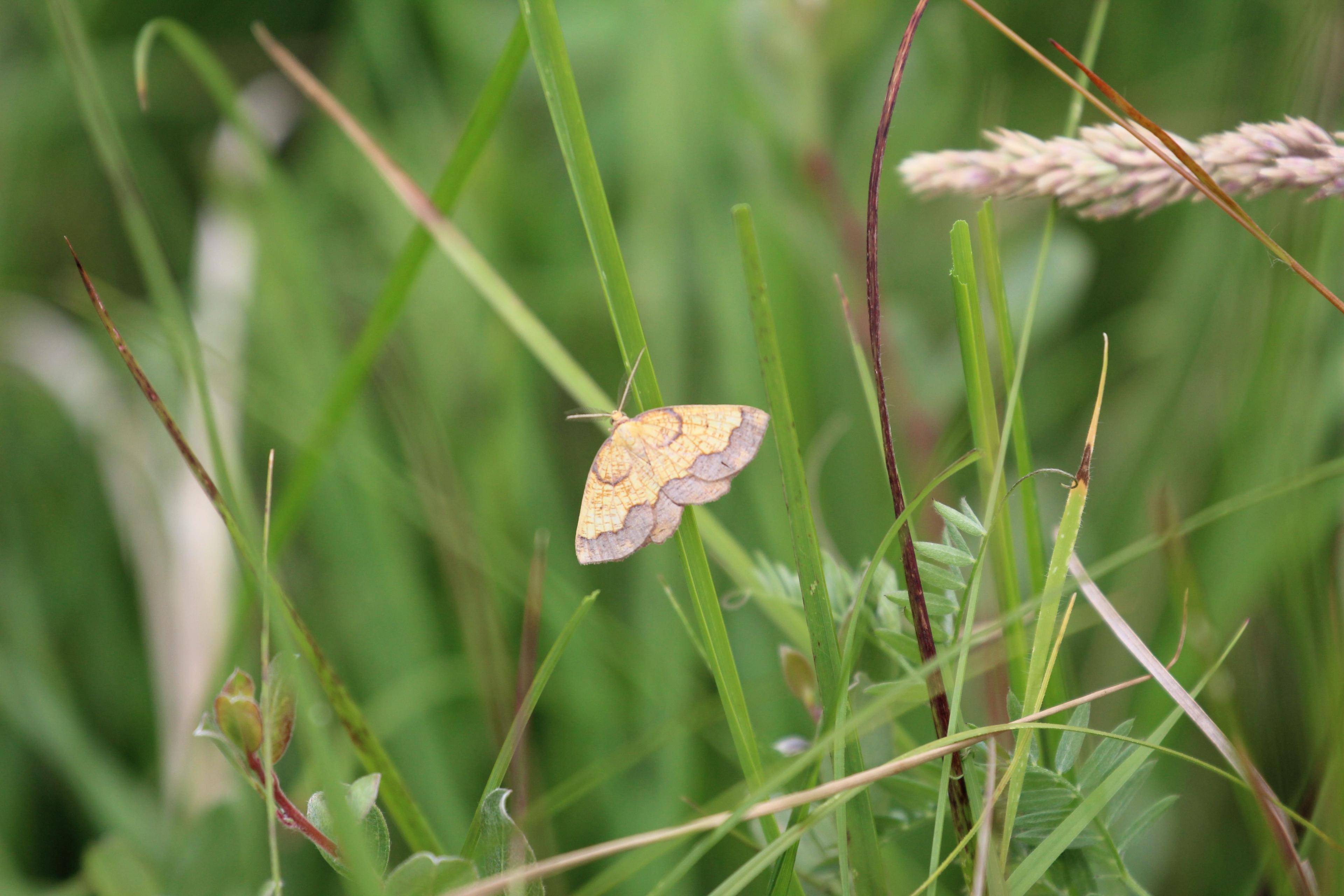 Dark bordered beauty moth