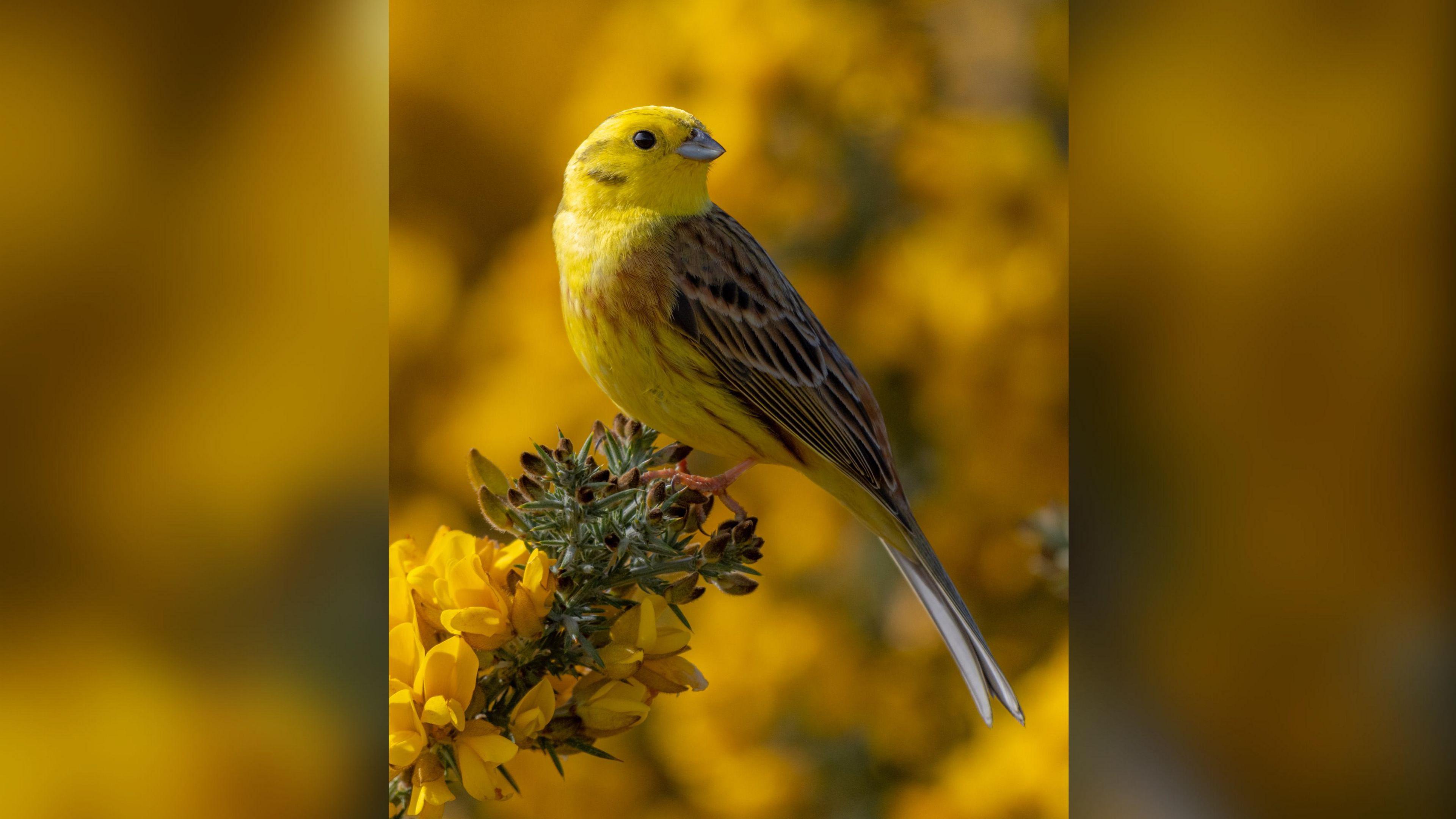 A yellow bird standing on a branch with yellow flowers on it.