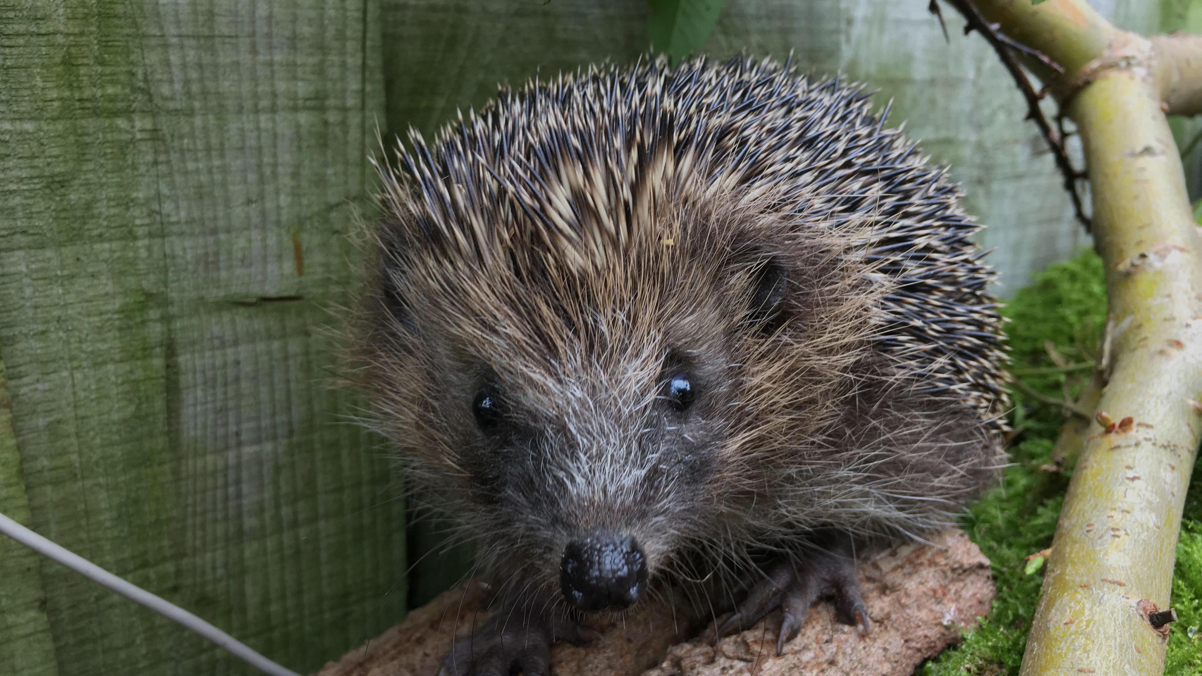 A close-up of a hedgehog walking by a wooden fence.