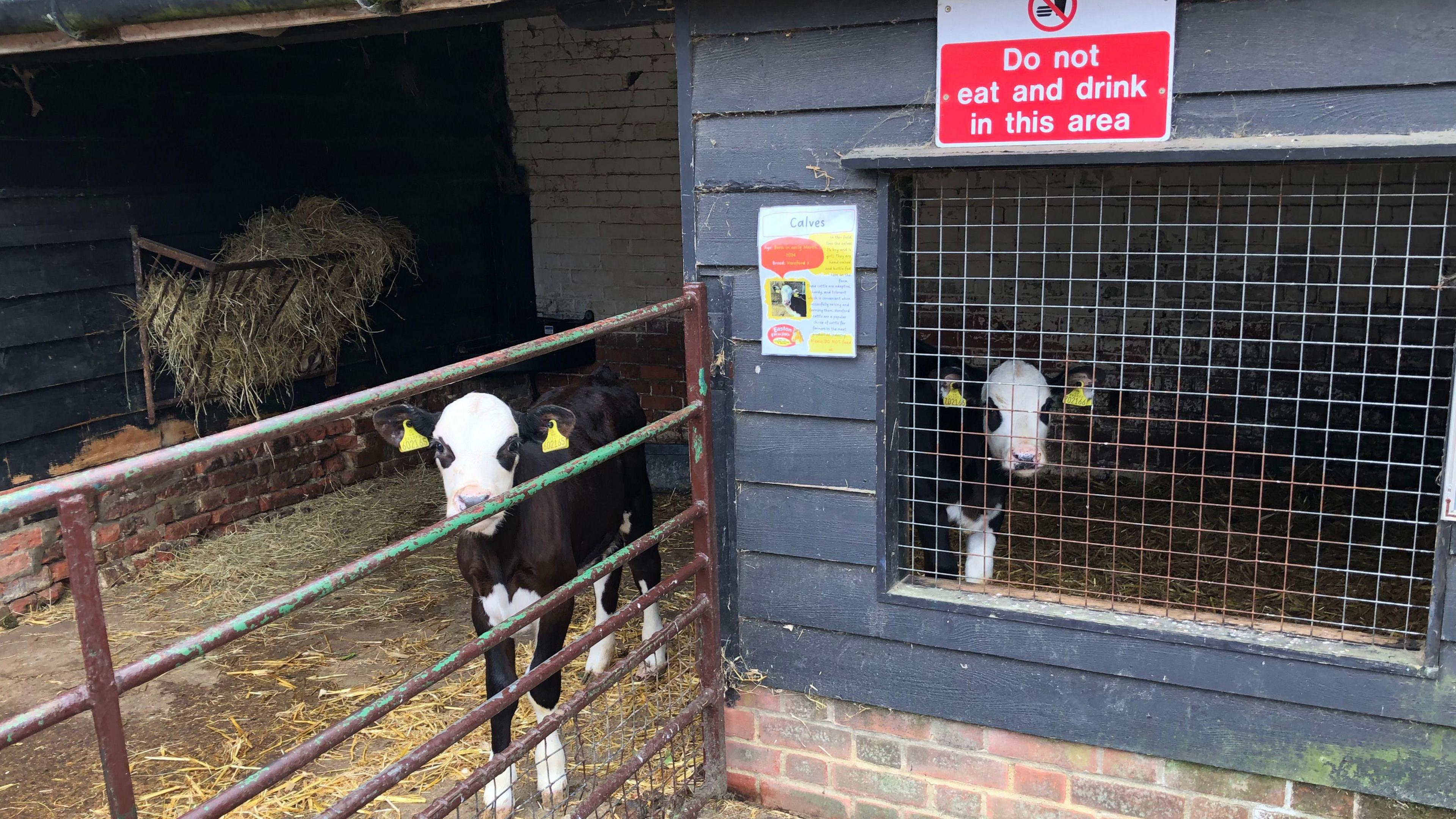 Two calves at Easton Farm Park