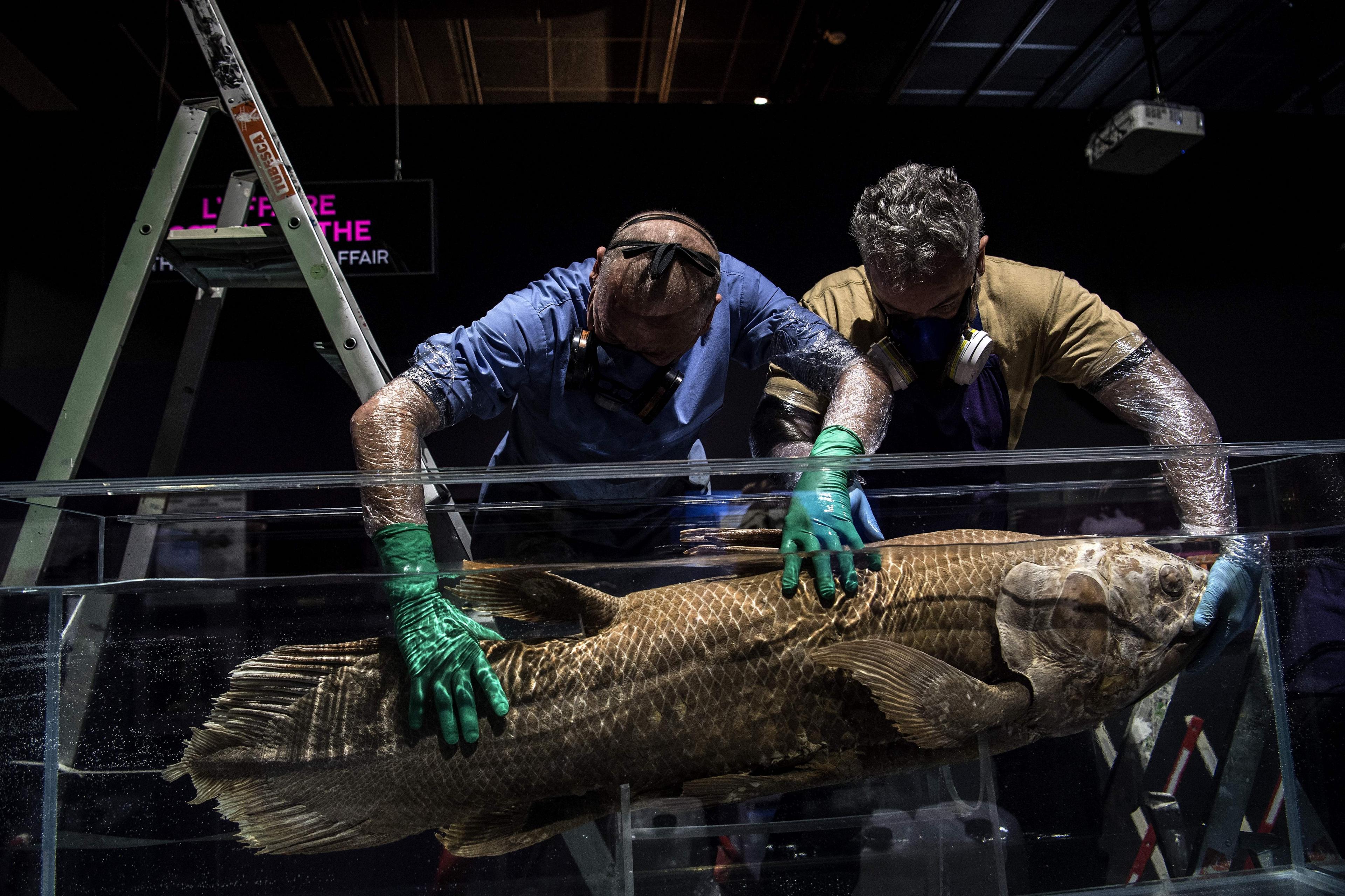 coelacanth-in-tank