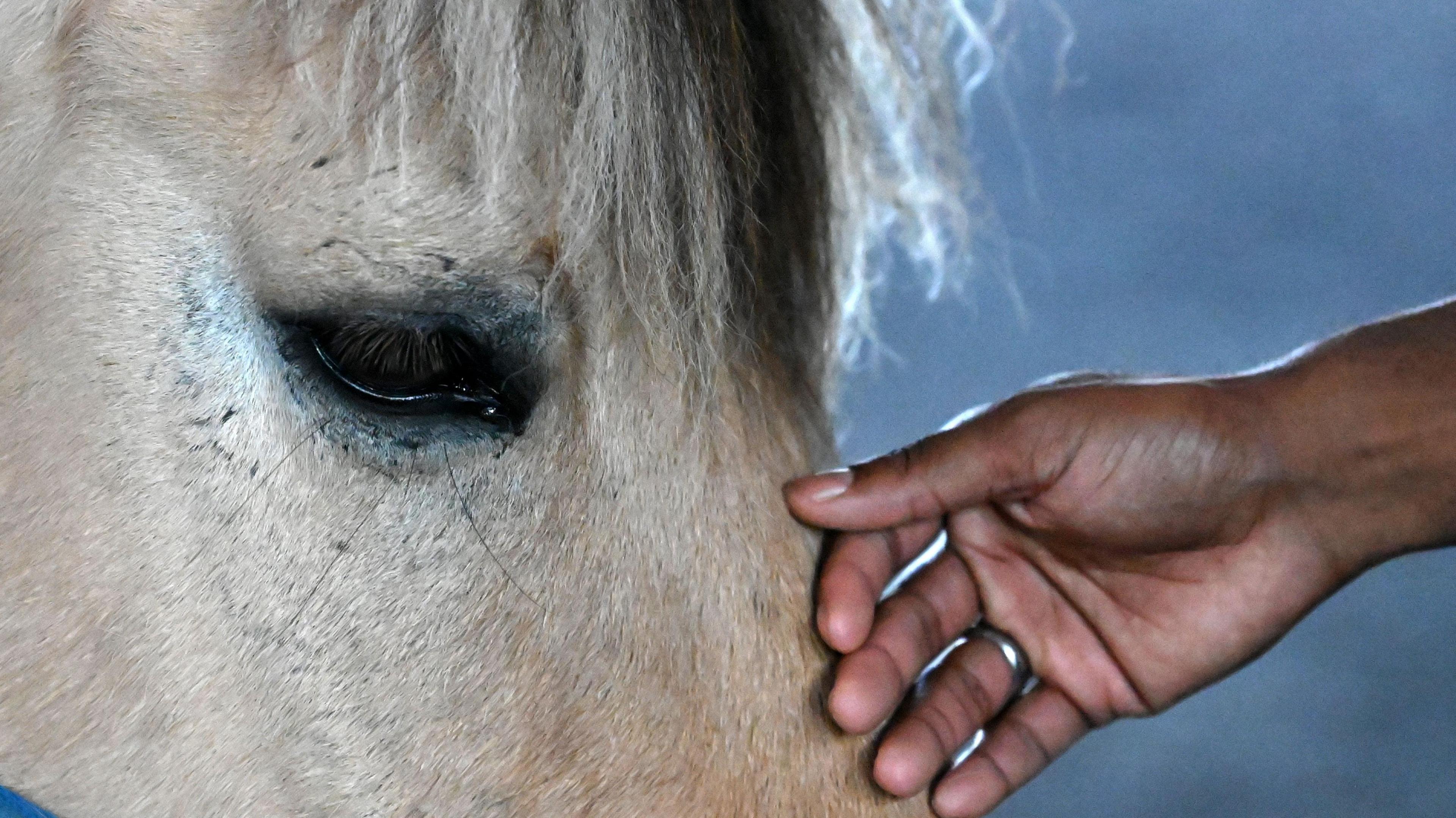 A close-up of the eyes and nose of a horse. Someone is stroking the horse's nose.