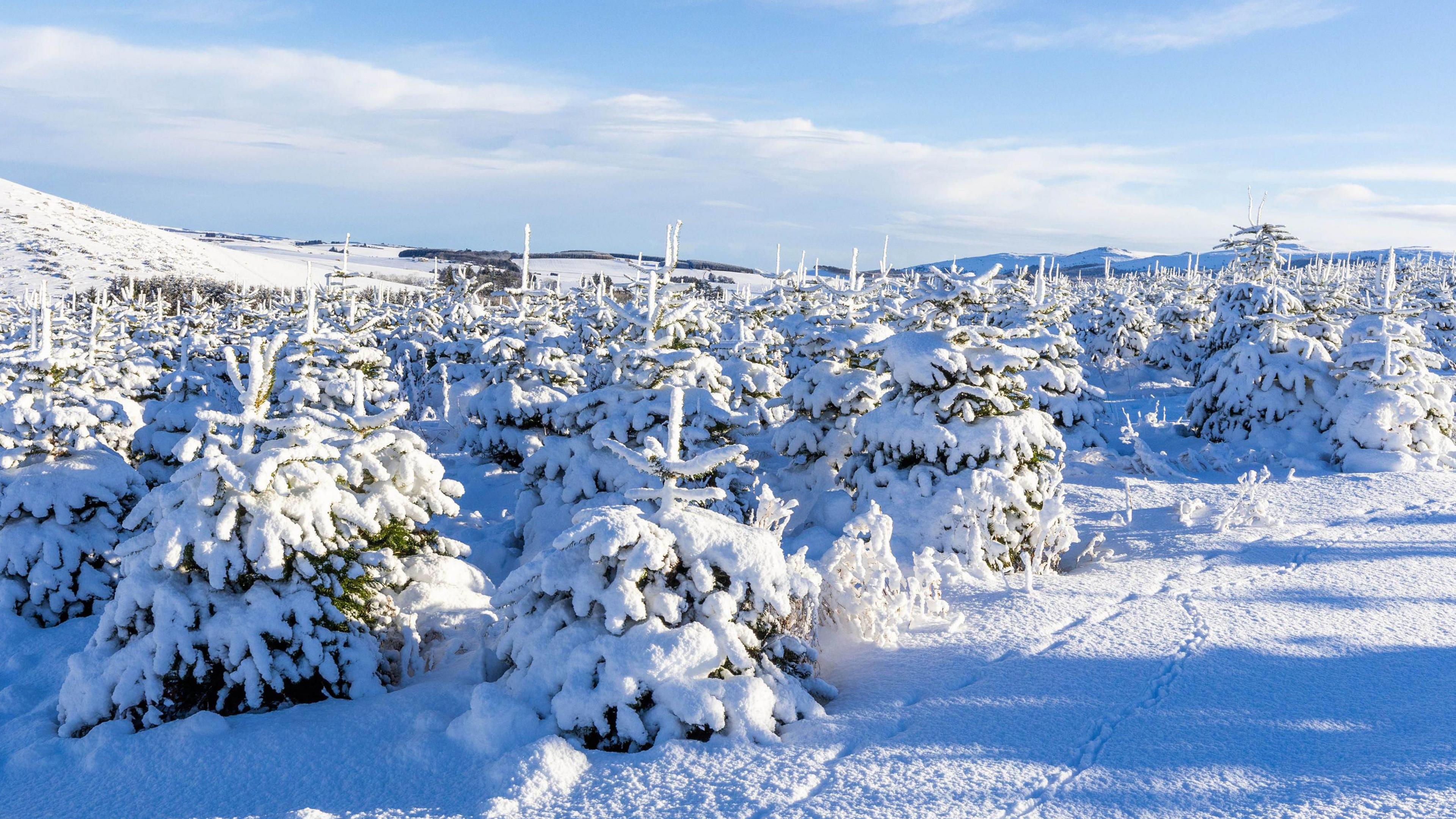 Fir trees covered in snow with blue skies overhead