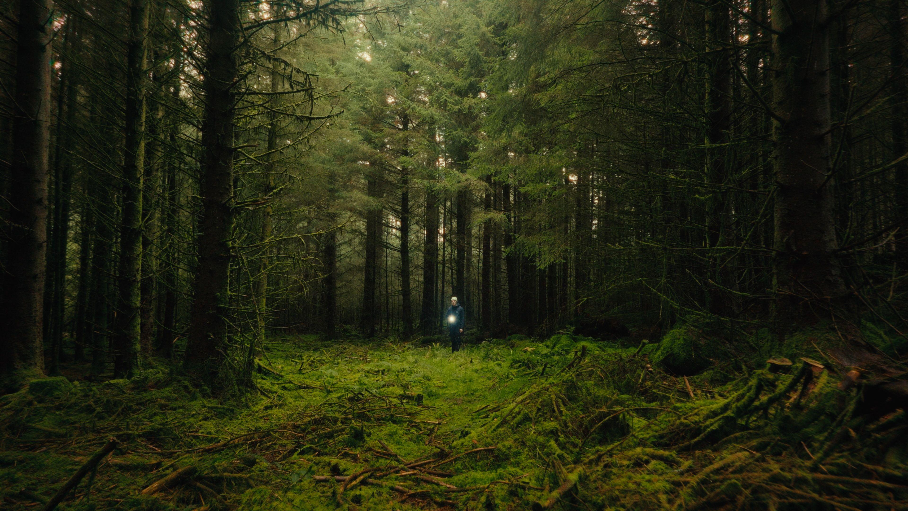 A man stood inbetween lots of pine trees in a forest. There is lots of moss on the ground and the man has a torch in his hand. 