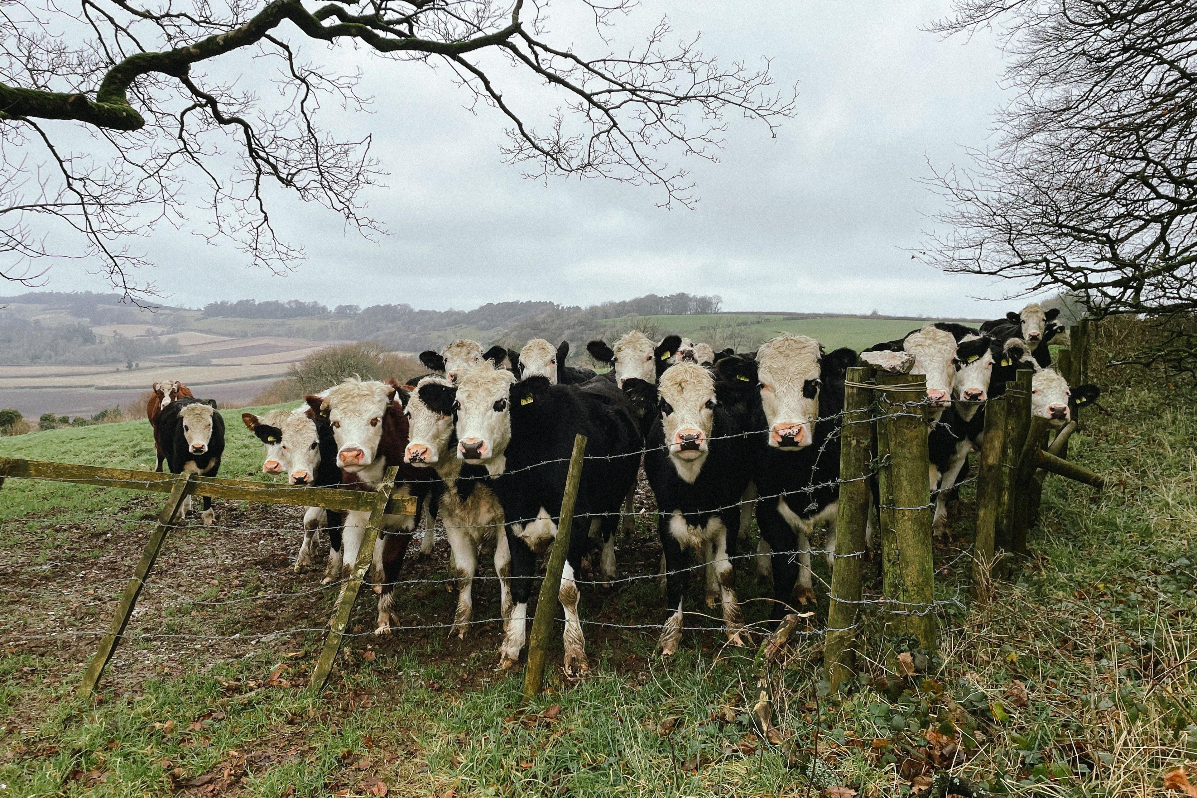 Cows gathered at the edge of a field facing the camera