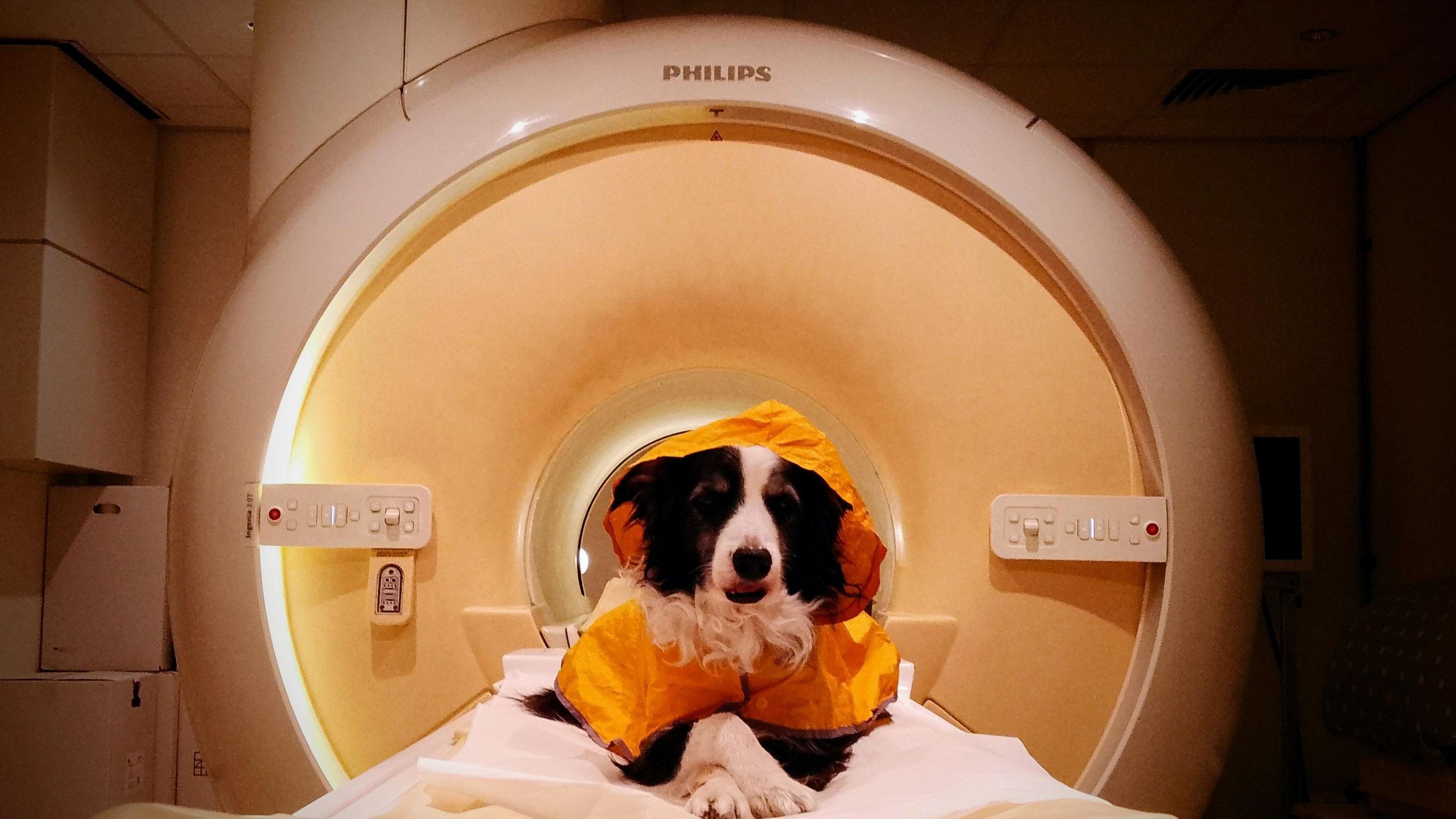 The image shows a border collie looking happy and relaxed as it sits on a fat bed that is inside the cylinder of a medical scanner. The dog has its paws crossed and is looking directly at the camera. 