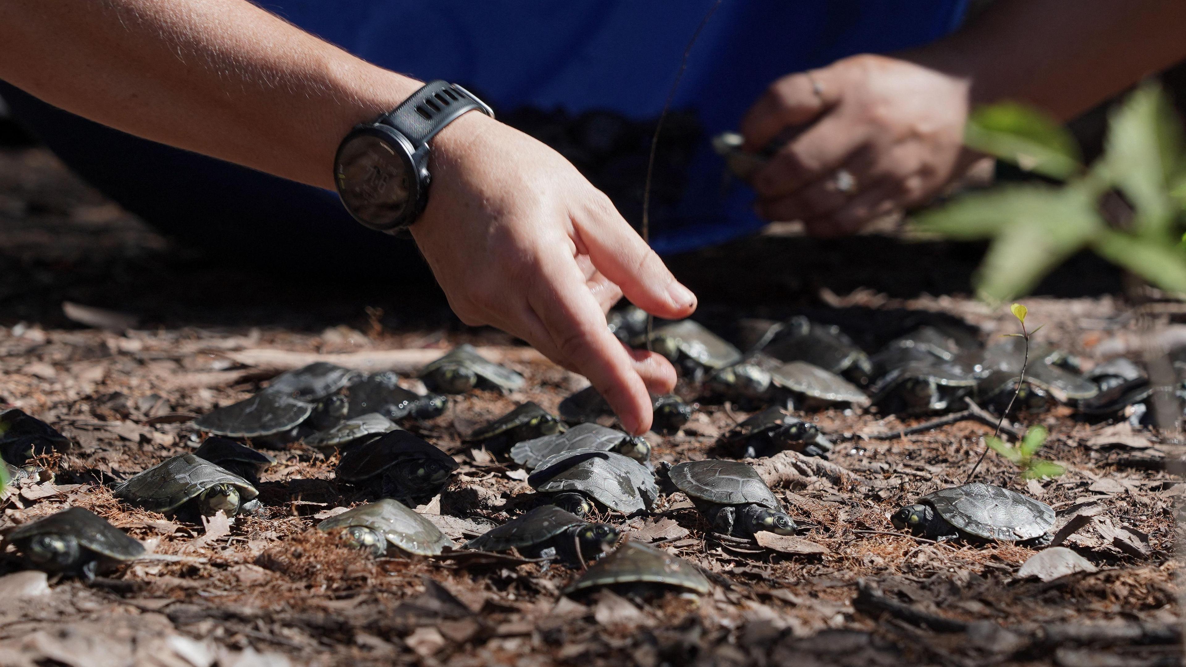 Lots of little turtles are on the ground. A human had has just placed one down. It is much bigger than the turtles. 