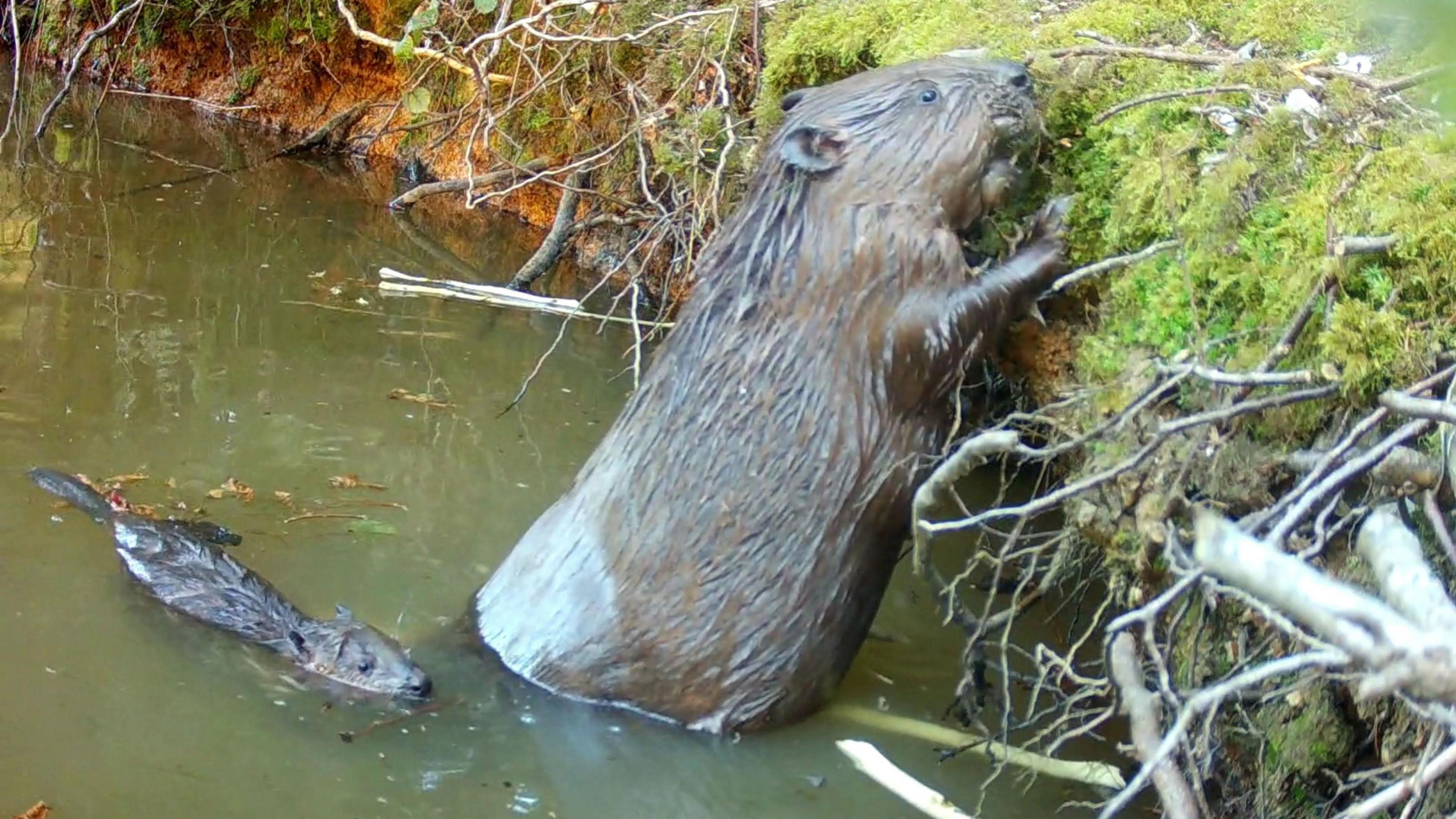 A mother beaver on her hind legs in shallow water with her front paws resting on the river bank. One of her babies is in the water behind her.