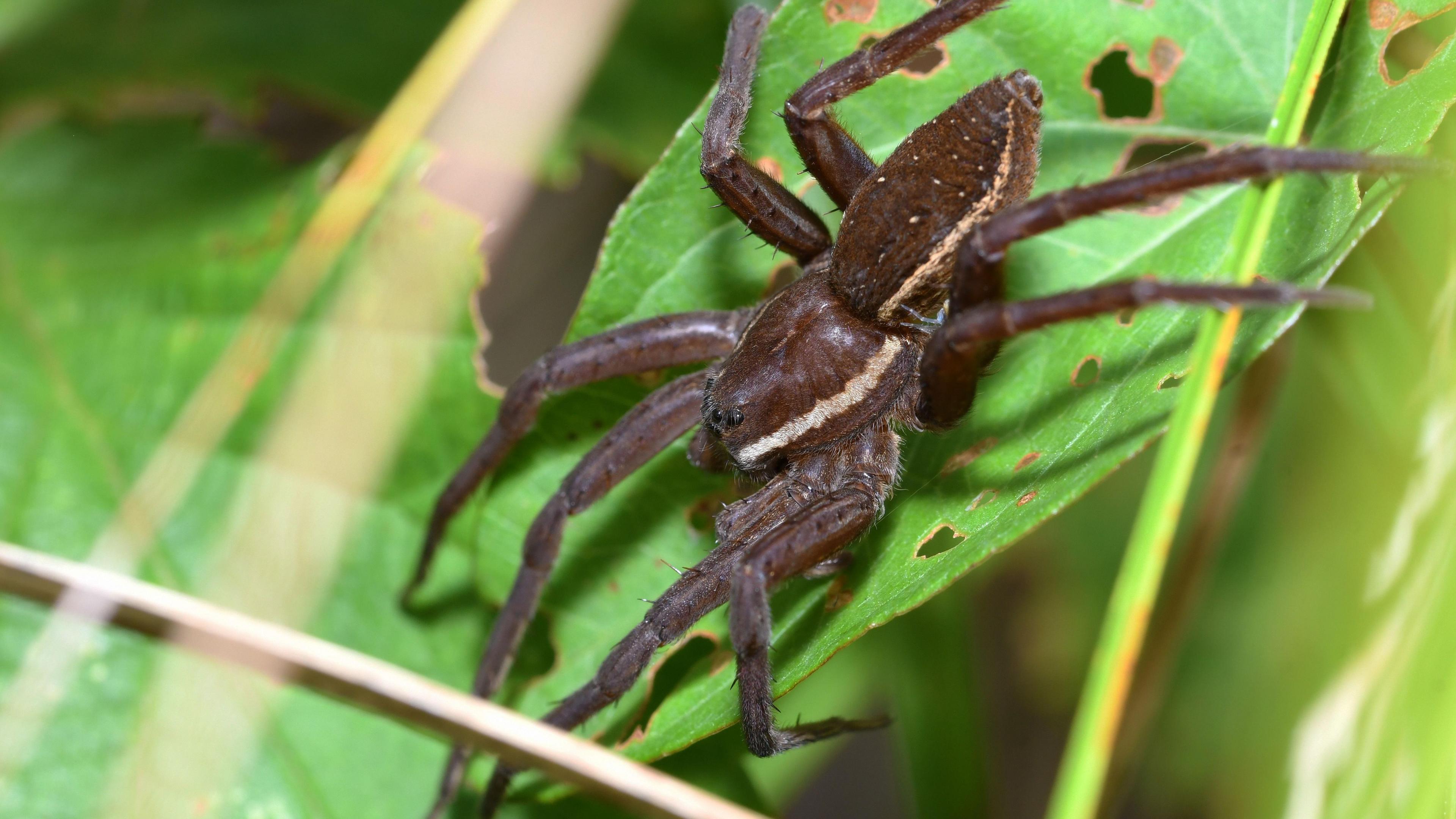 Fen raft Spider (Dolomedes plantarius)