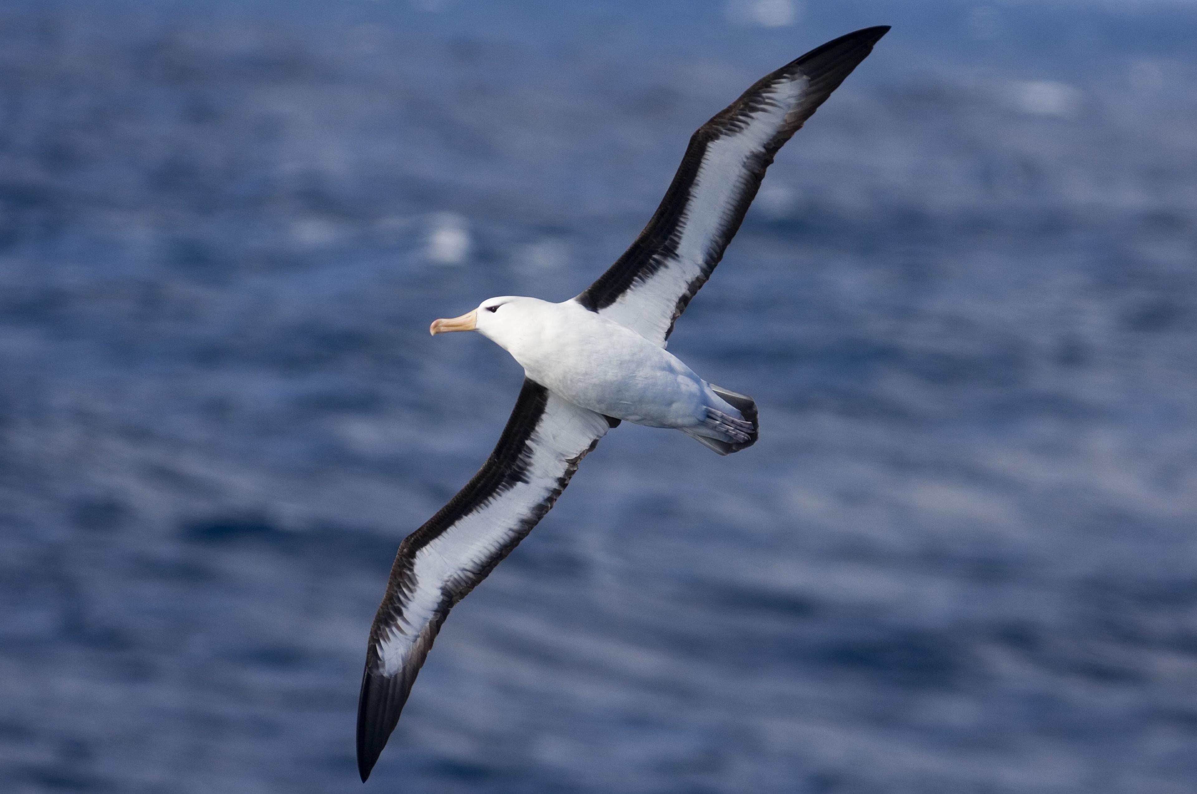 Black-browed Albatross in flight