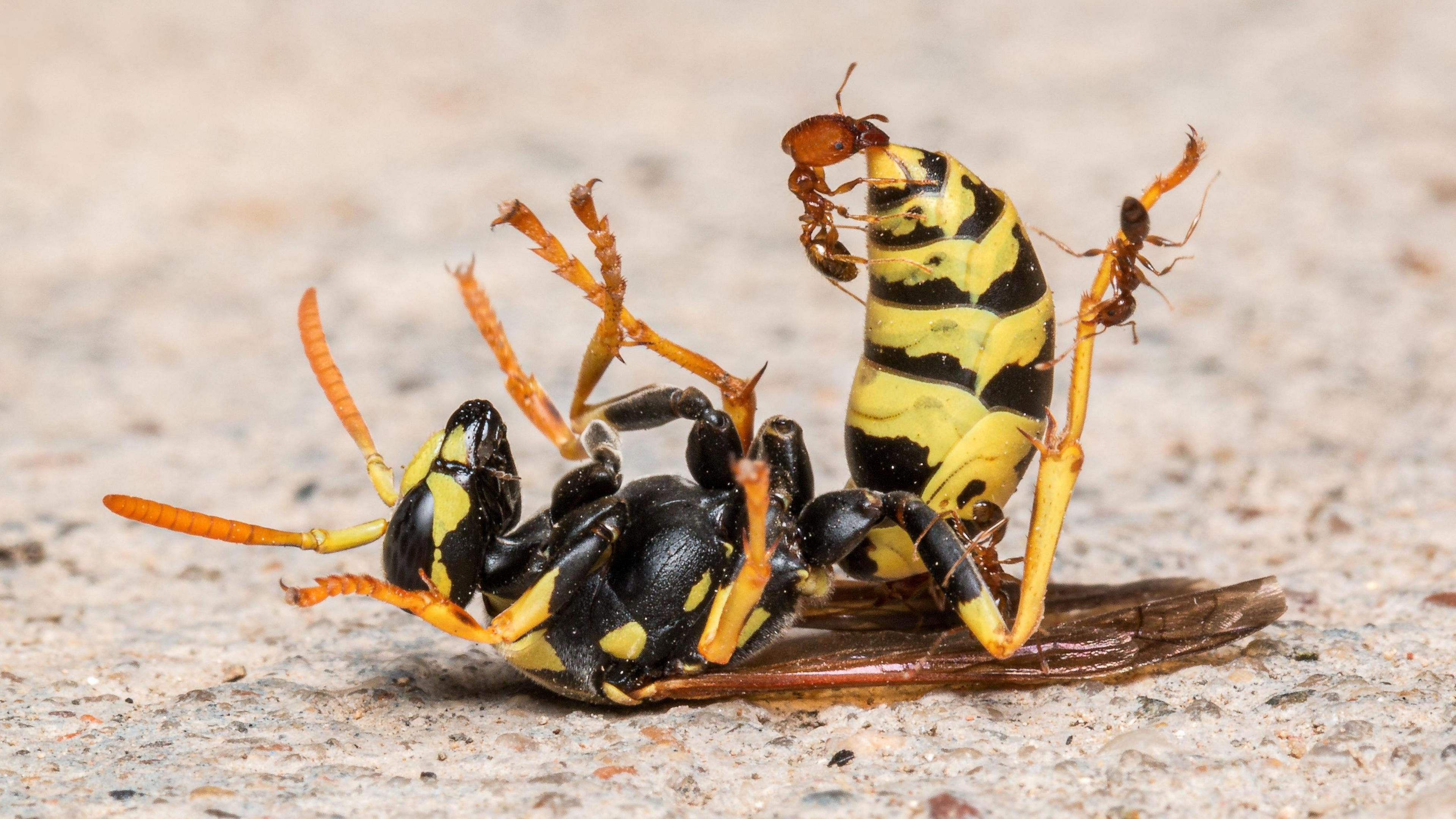 A yellow jacket wasp being swarmed by ants