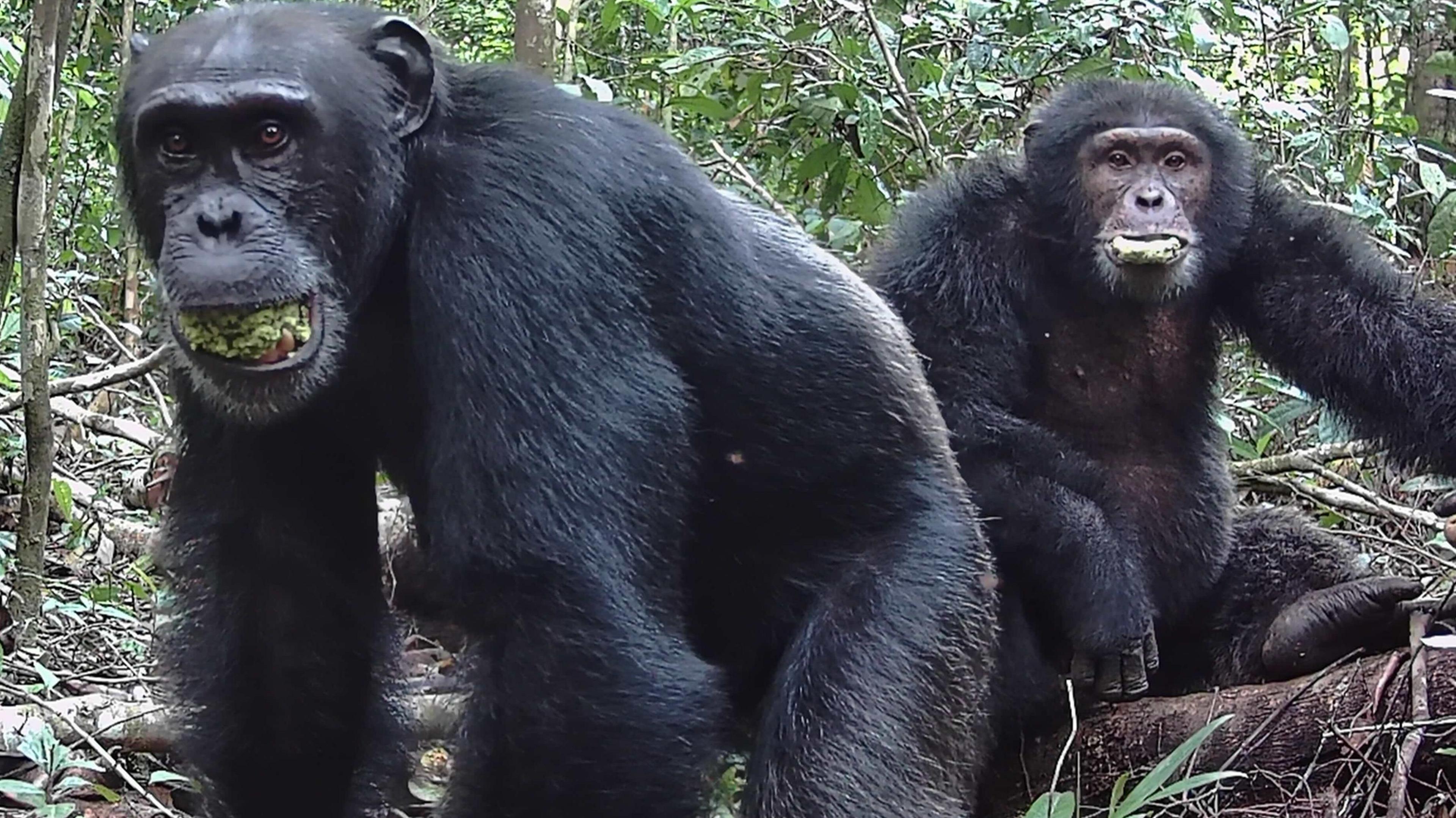 Two chimpanzees sit in a forest.  The background is dense with vegetation, including trees and various plants. Both animals have their mouths half open as they chew on fruit.