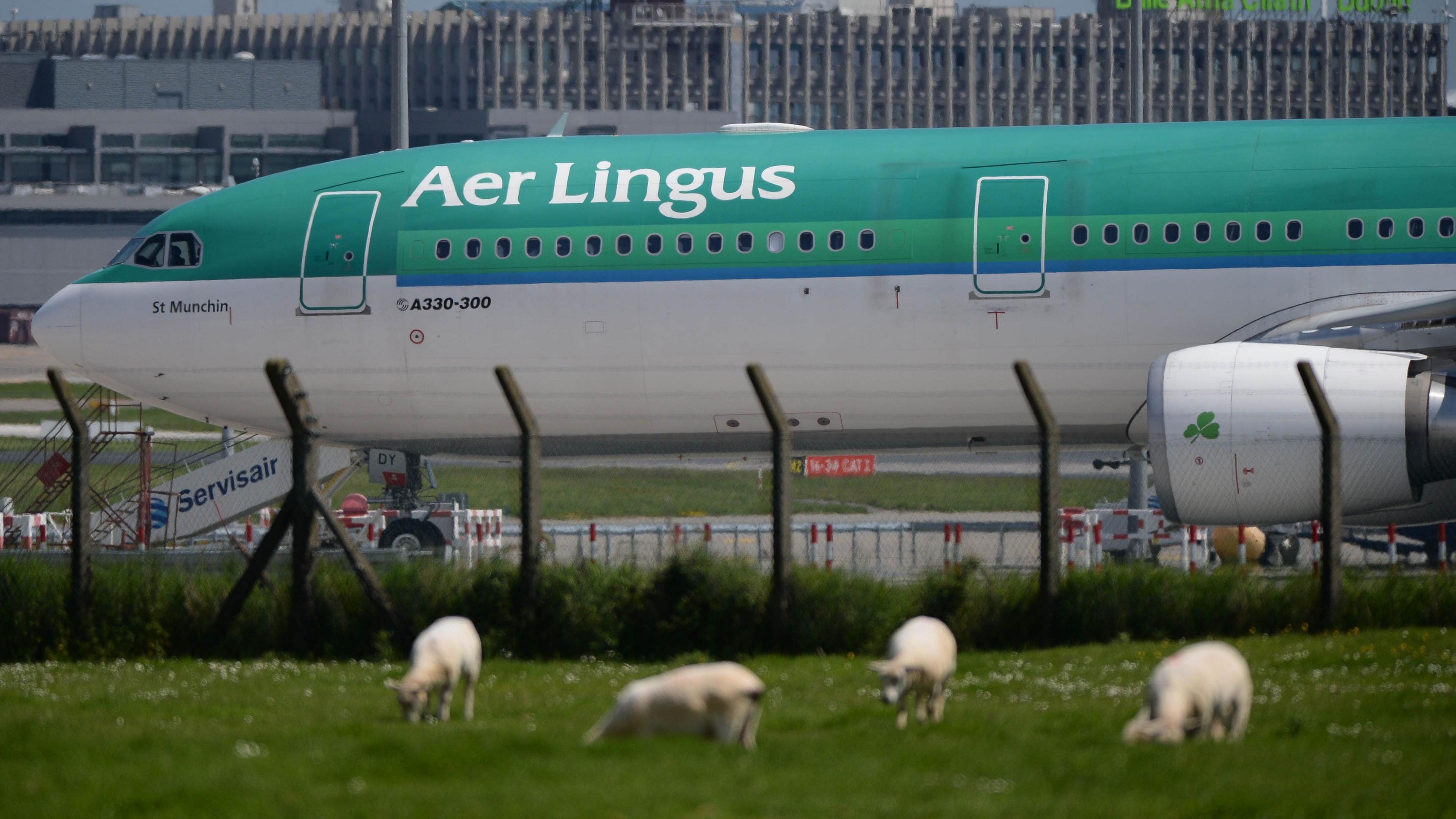 An Aer Lingus plane in the background of the photo with four sheep in the foreground 