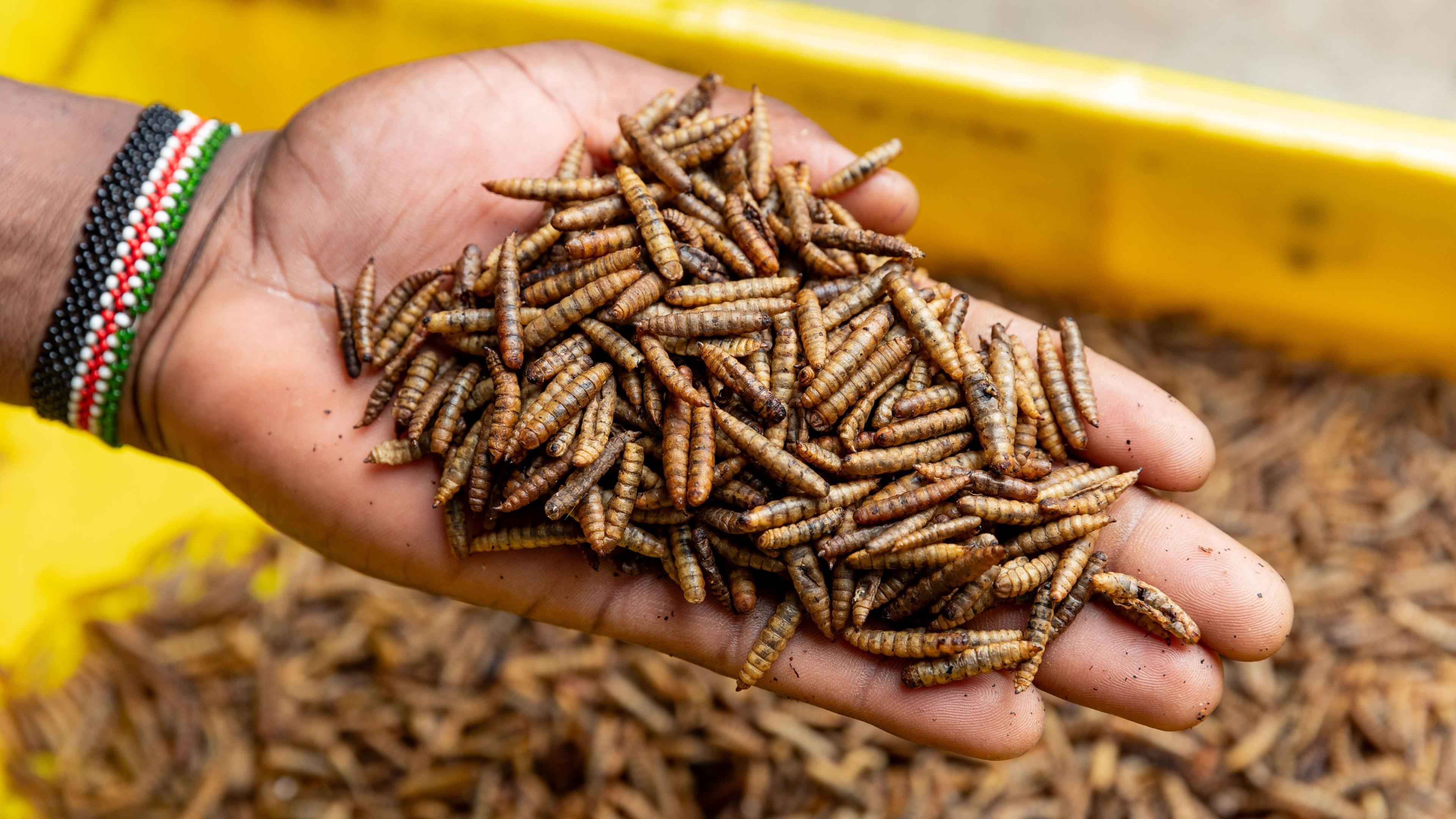 A hand holding fly larvae