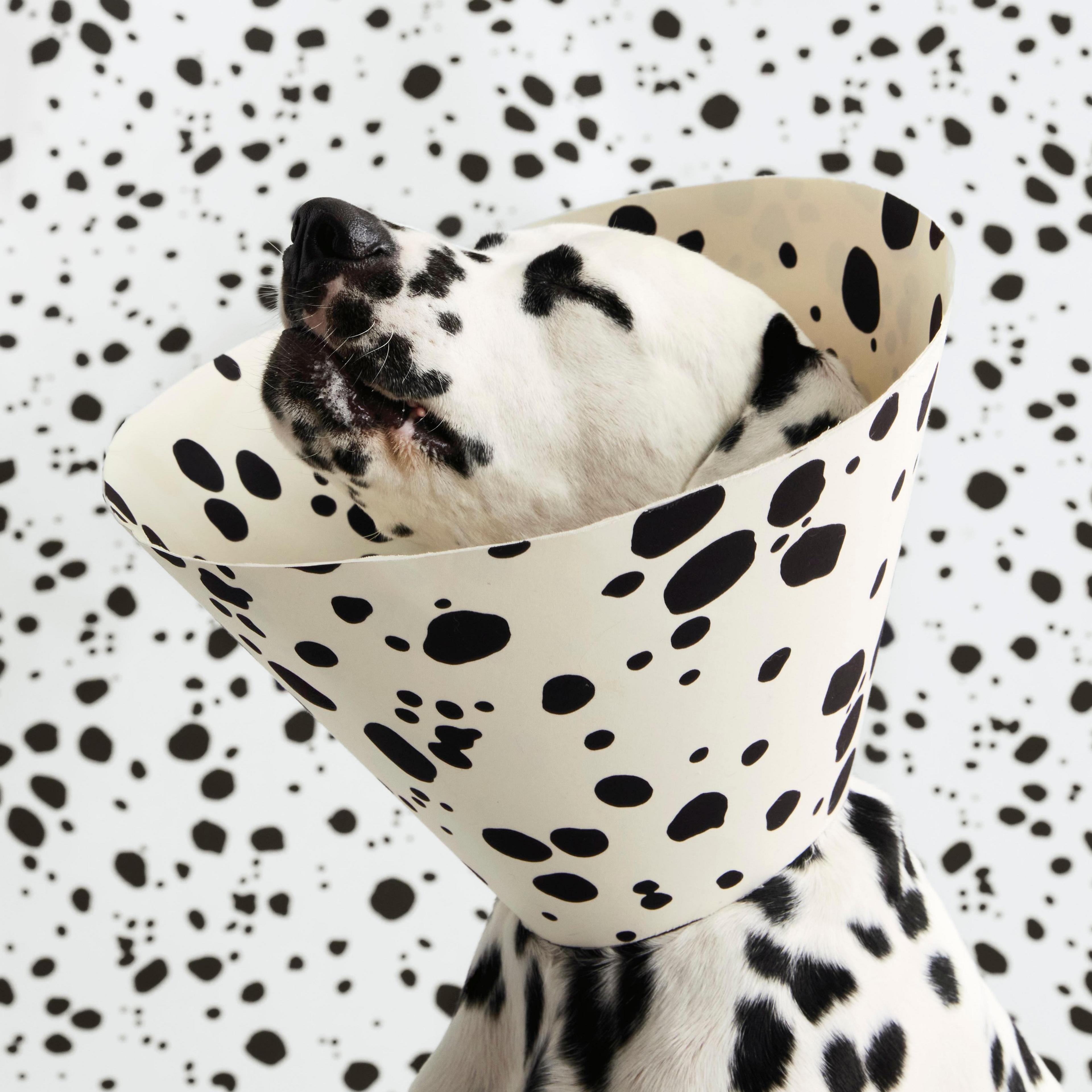 A dalmation in front of a spotty background wearing a spotty cone