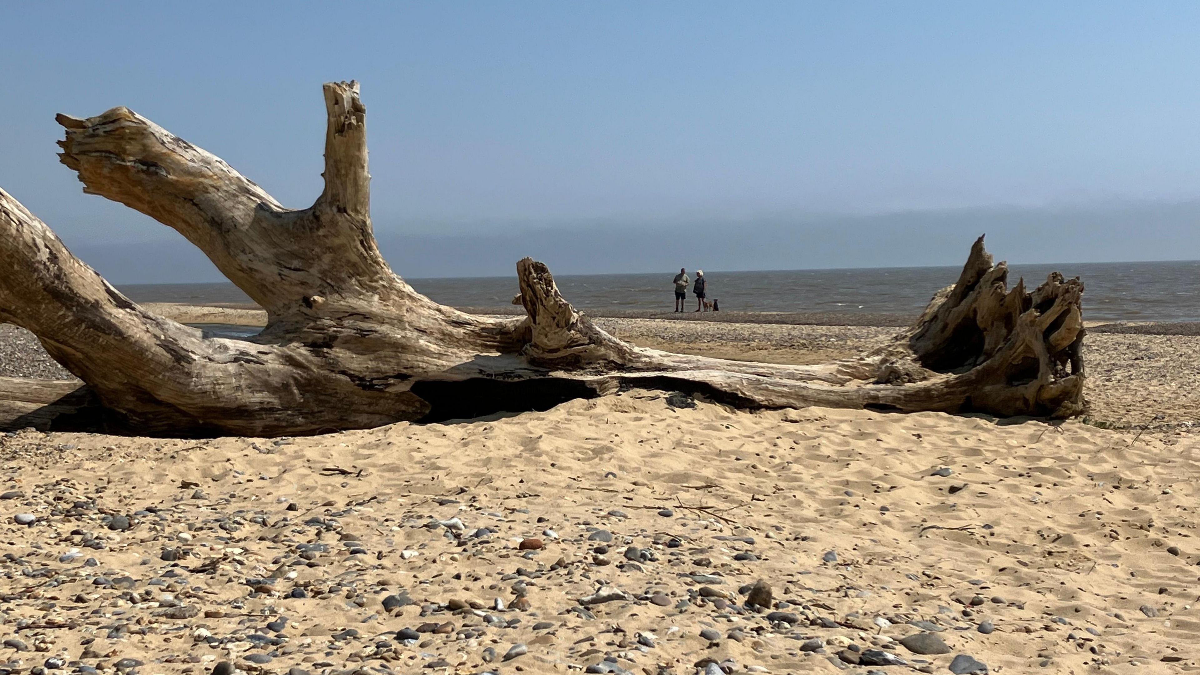 Bleached tree trunk lying on sand and stones at Covehithe beach