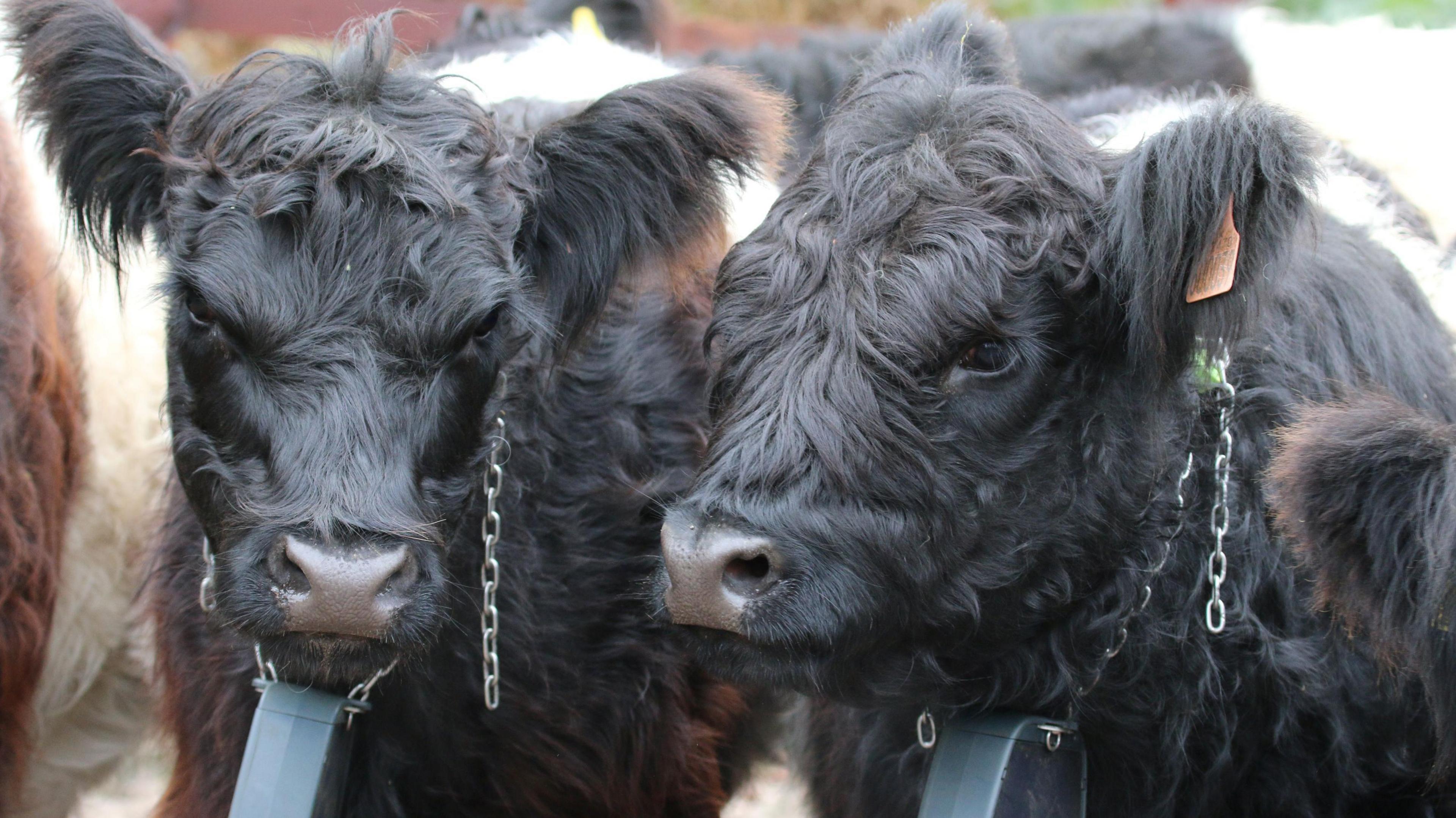 Two Belted Galloway heifers - the are dark brown and white with thick coats and have chans with a device  - a GPS tracker - hanging from them.