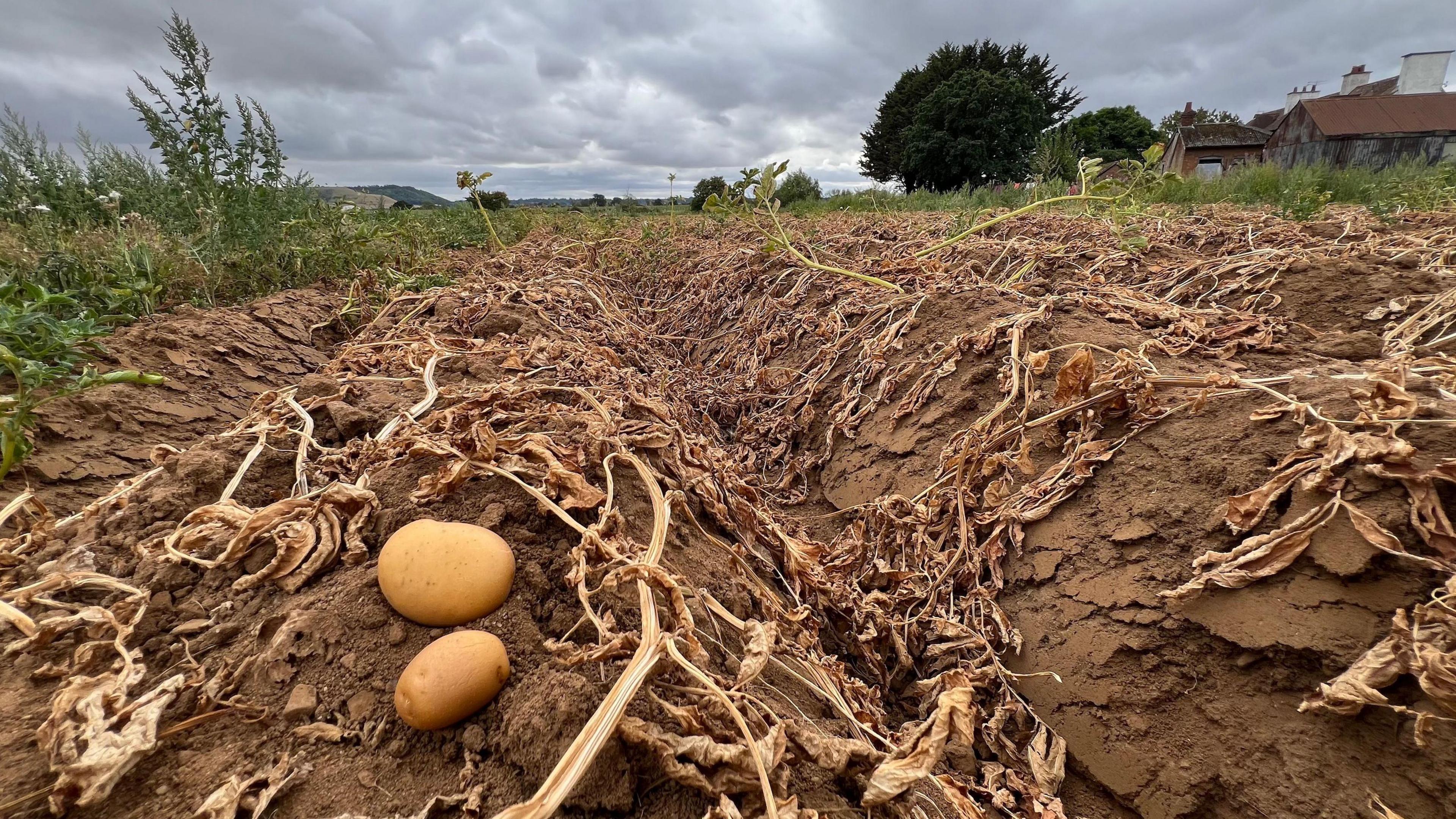 A field of brown crops with two small potatoes in the foreground.