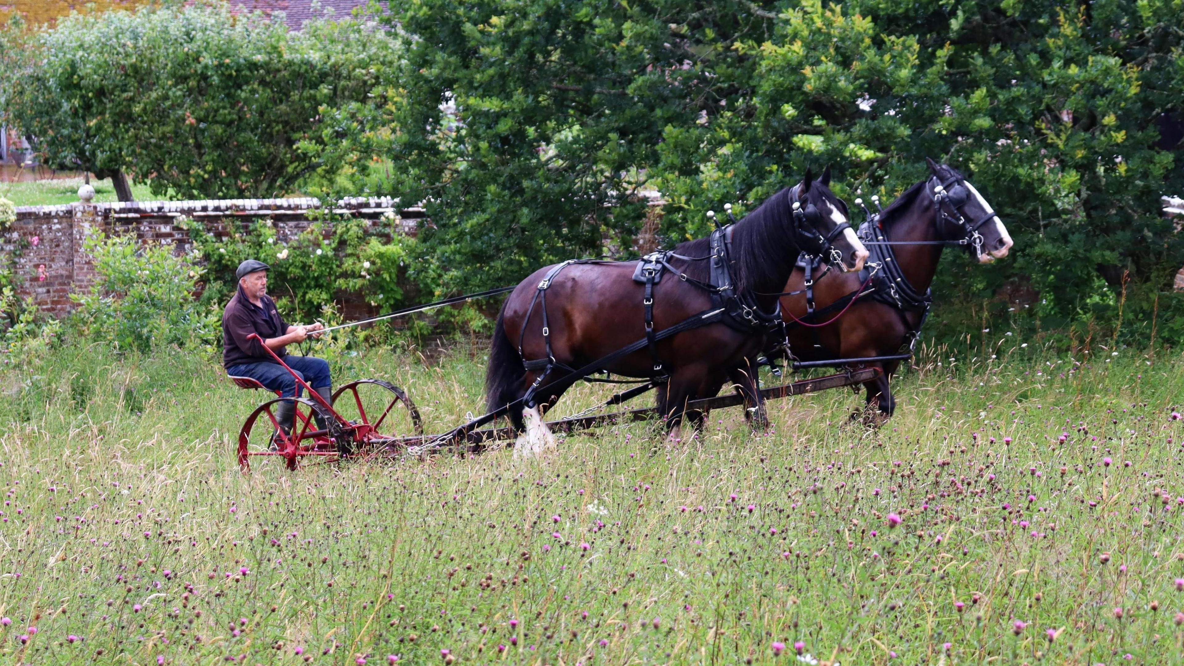 Two horses pull a man on a carriage through a green meadow with pink flowers. 