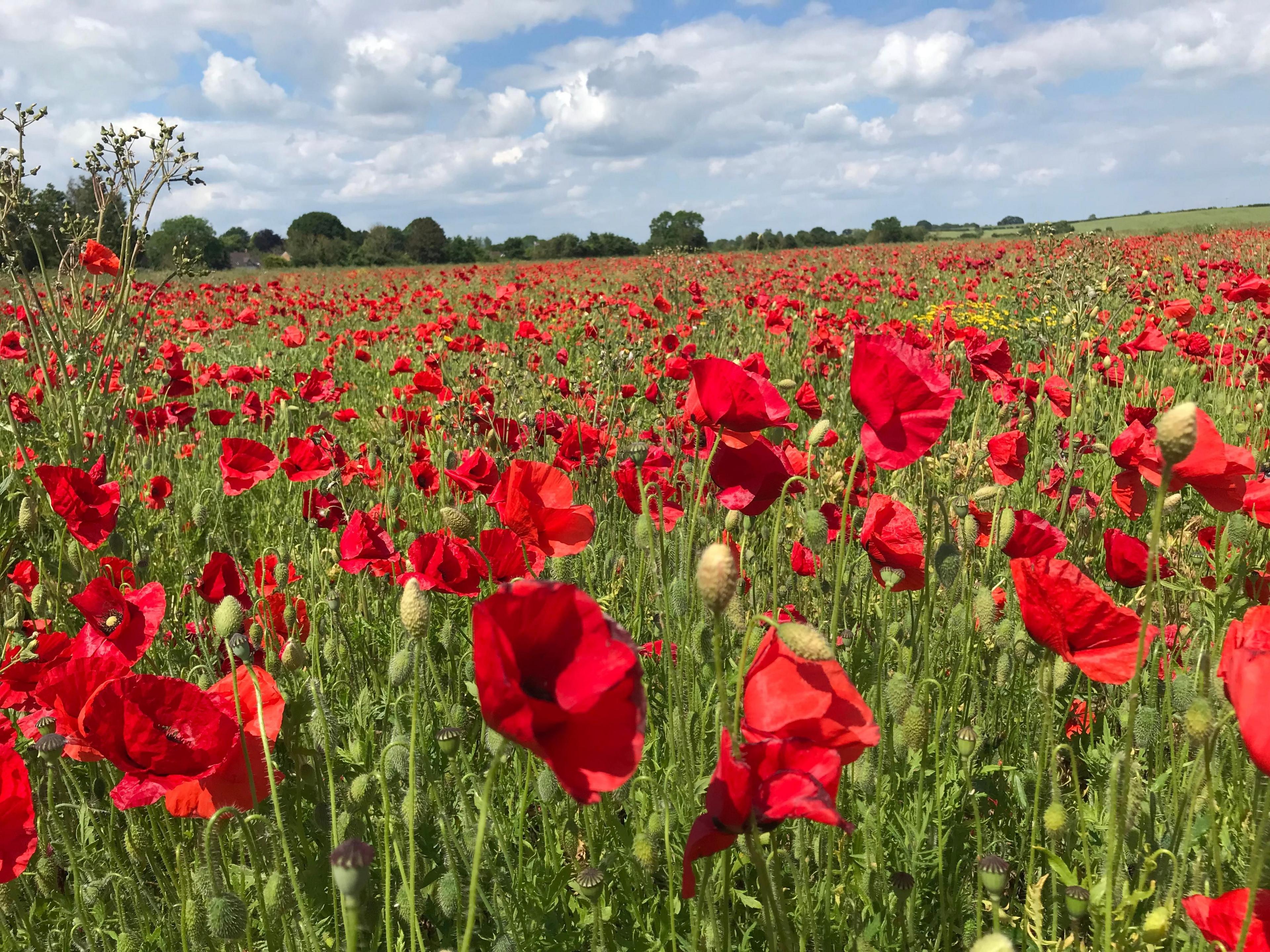 Field of poppies