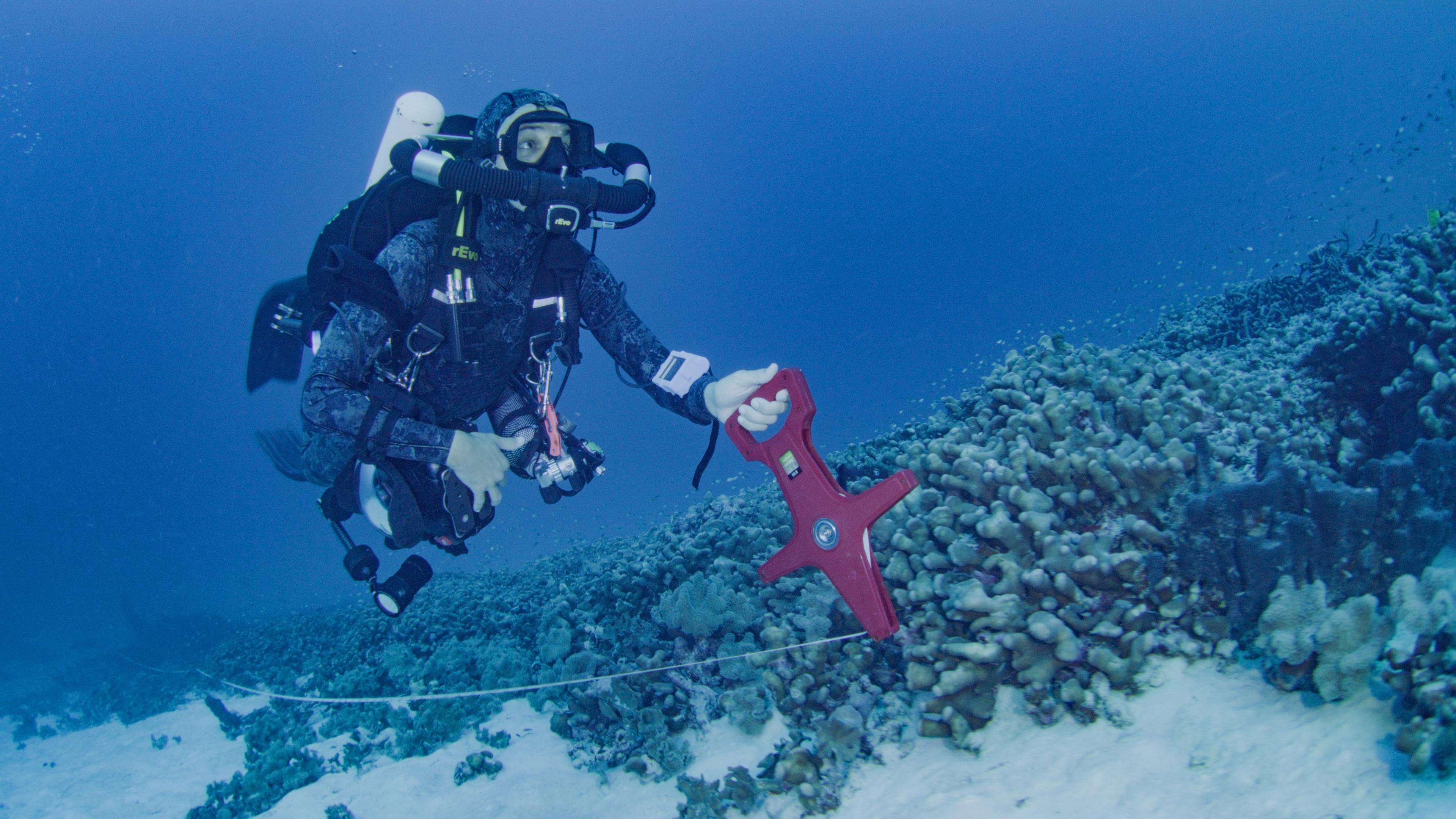 A diver from National Geographic Pristine Seas measures the world’s largest coral colony in the Solomon Islands.