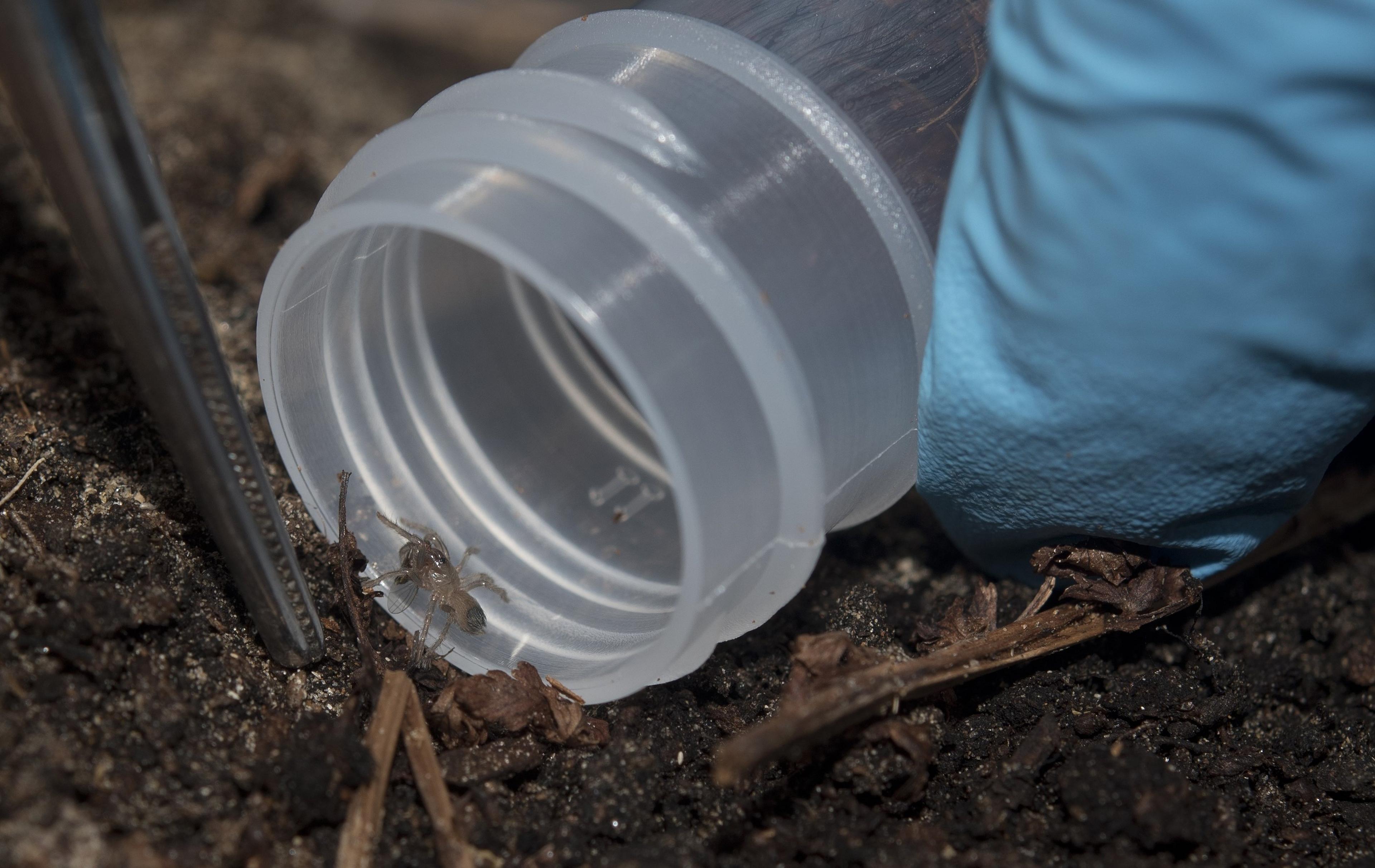 tiny spiderling being coaxed into a container