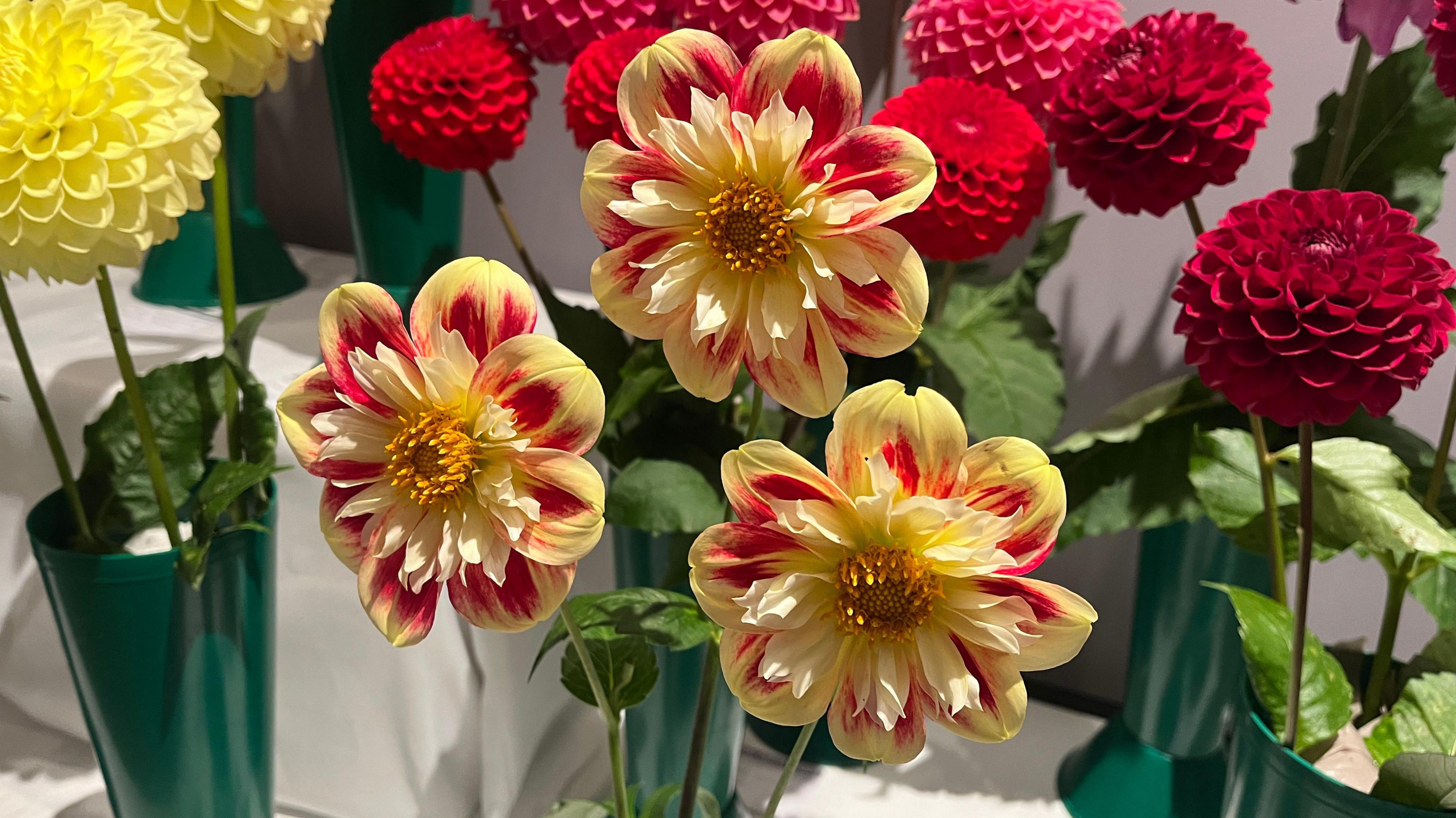 A close up image of dahlias in plastic green vases, displayed on a white table. There are various types, ranging from yellow and red, burgundy and pink.