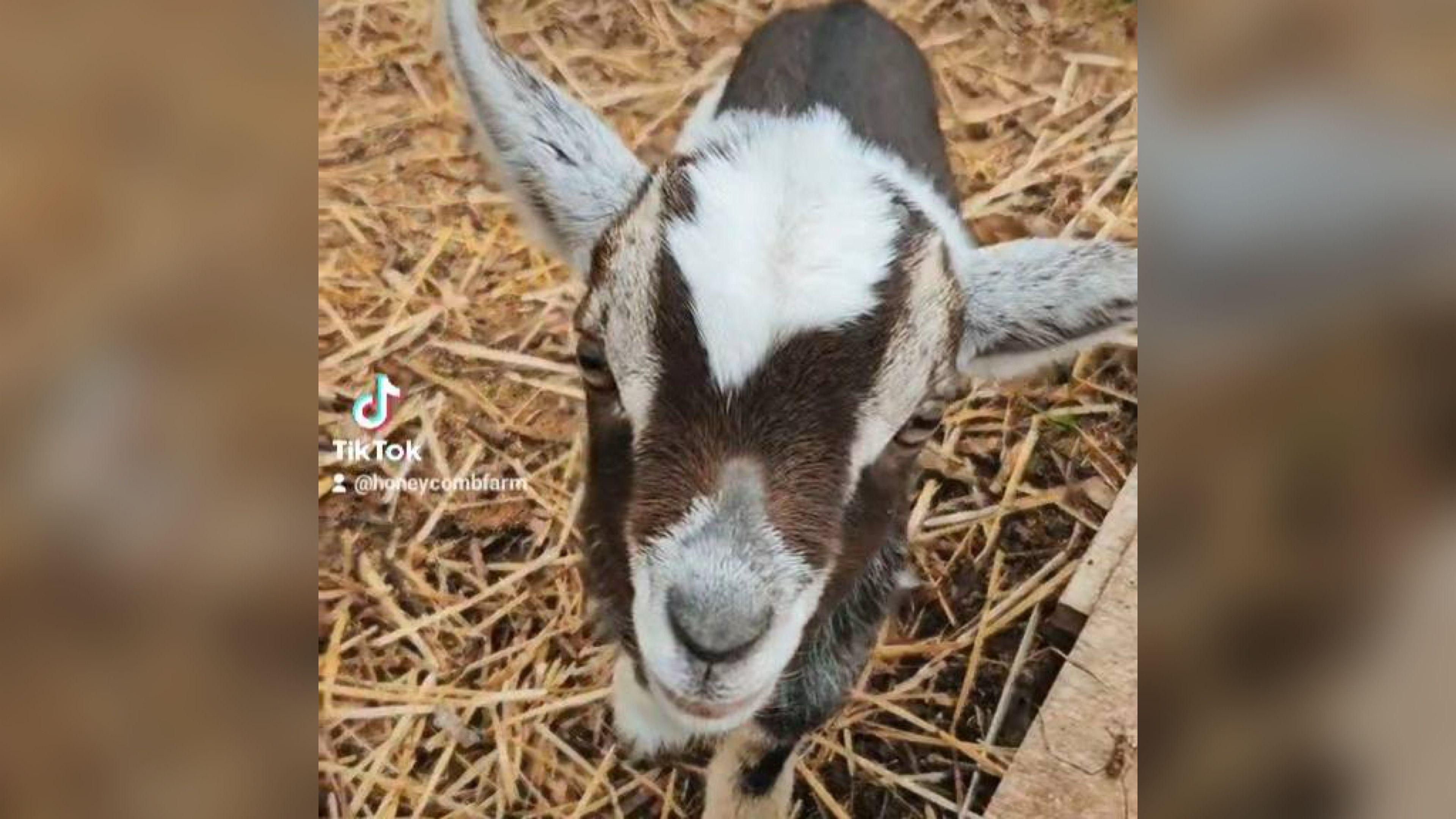 A baby pygmy goat