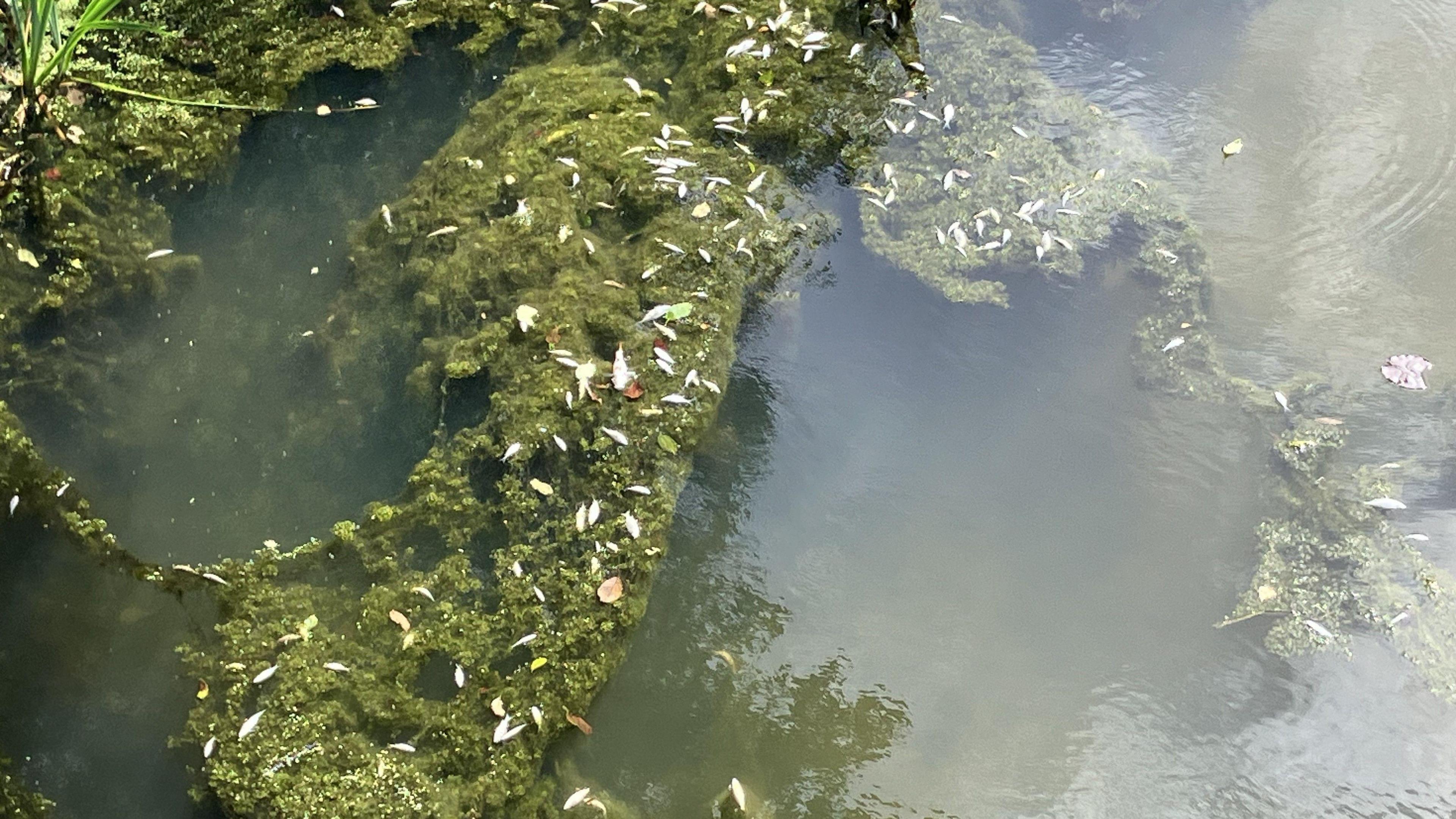 Green weeds in a canal, with dozens of small dead fish floating at the surface of the water