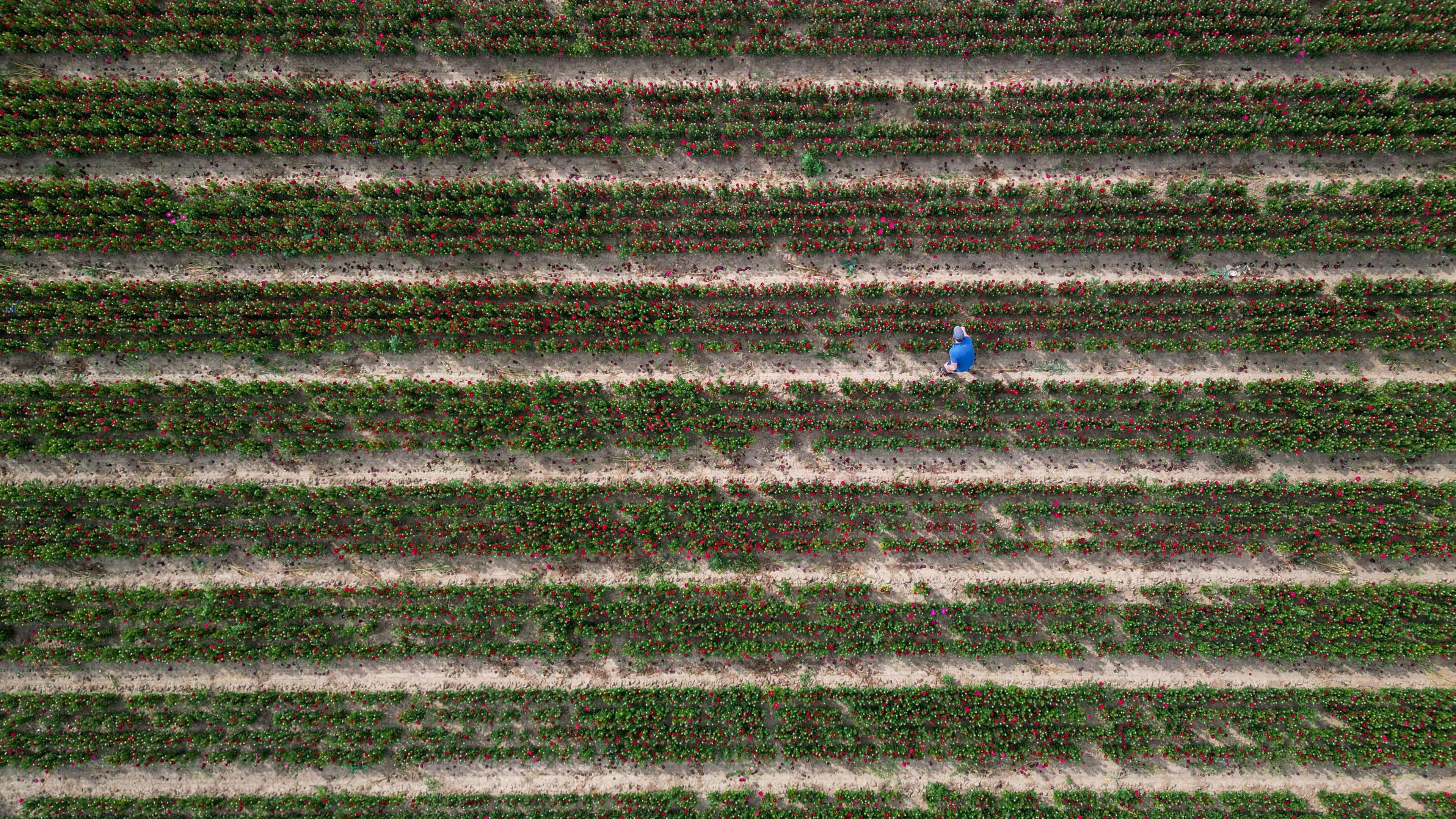 A bird's eye view of rows and rows of red aster flowers in bloom. A man can be seen sat in between one of the rows with a blue top on as he inspects the flowers.