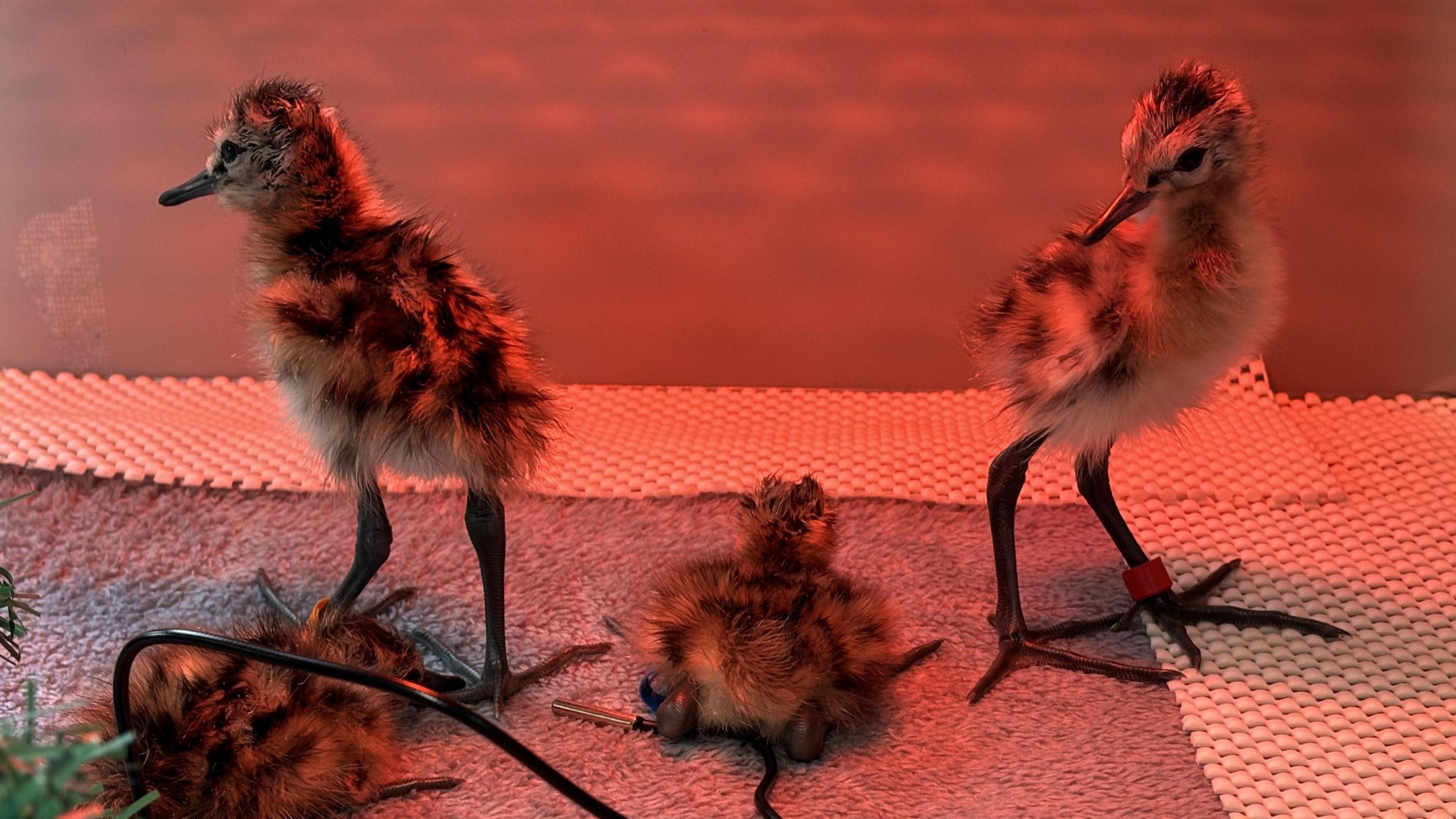 Godwit chicks underneath a heat lamp