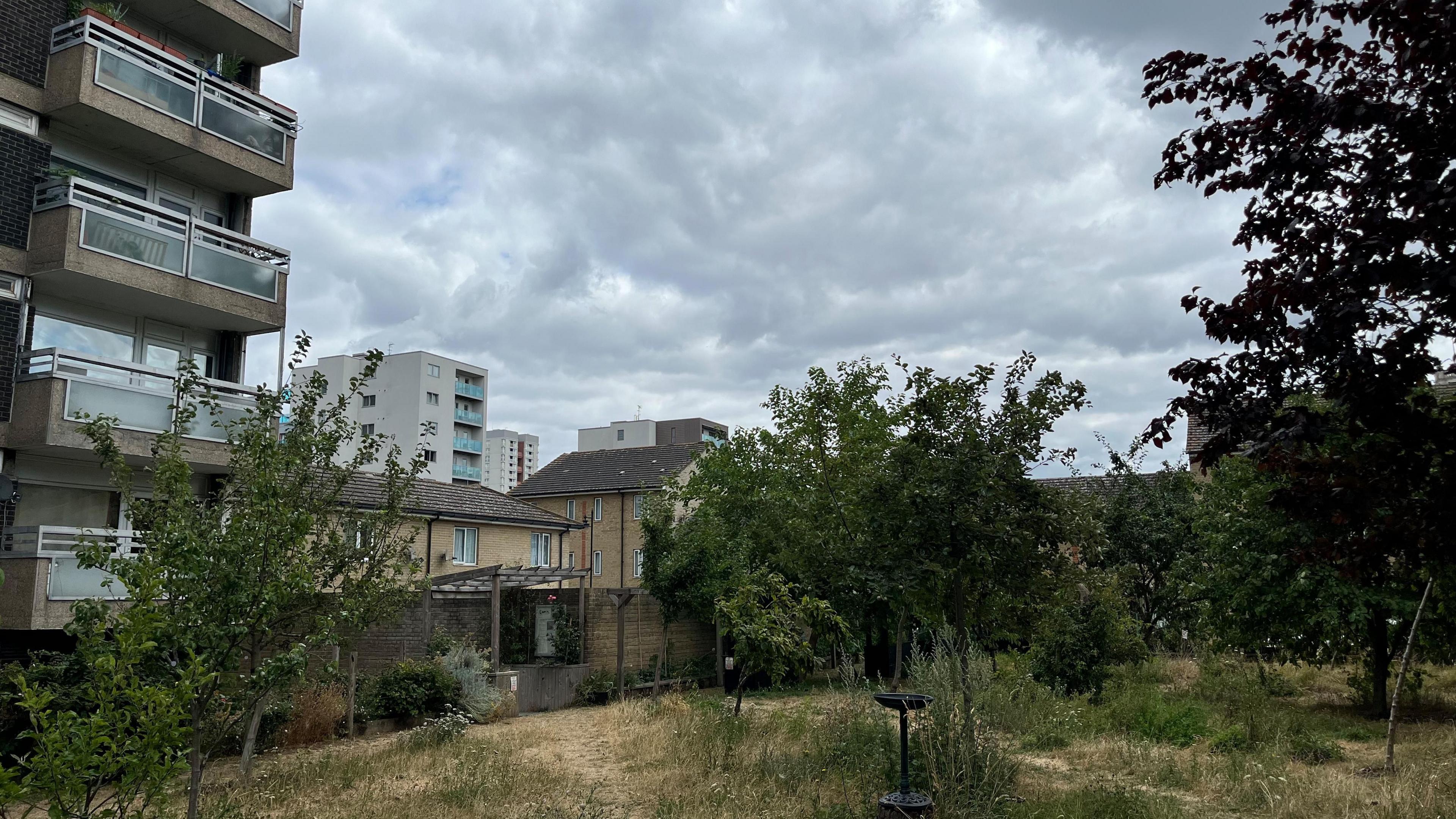 A number of fruit trees are in front of a block of flats