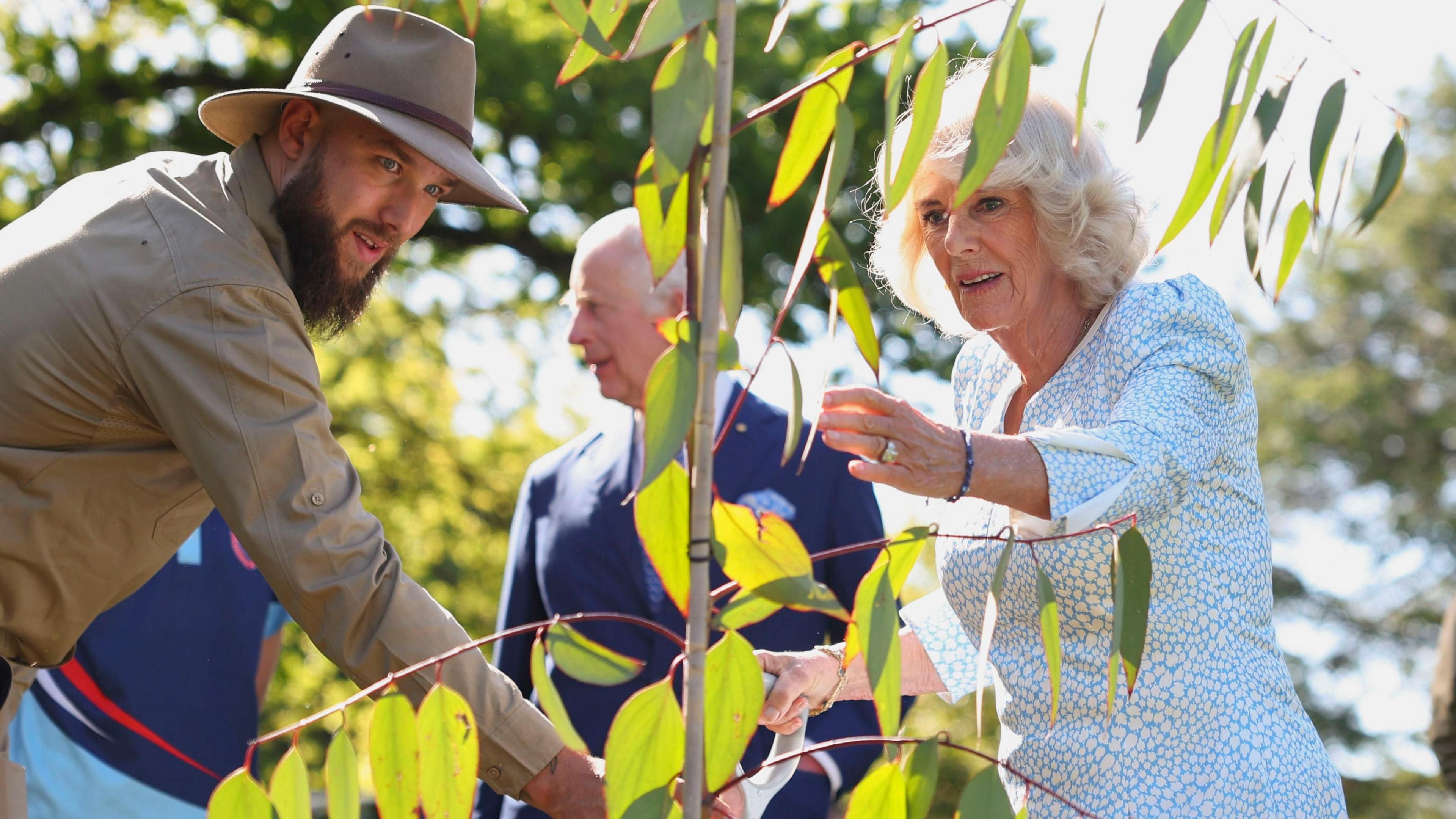 Queen Camilla looks at a newly planted snow gum eucalyptus trees, in the garden of Government House in Canberra