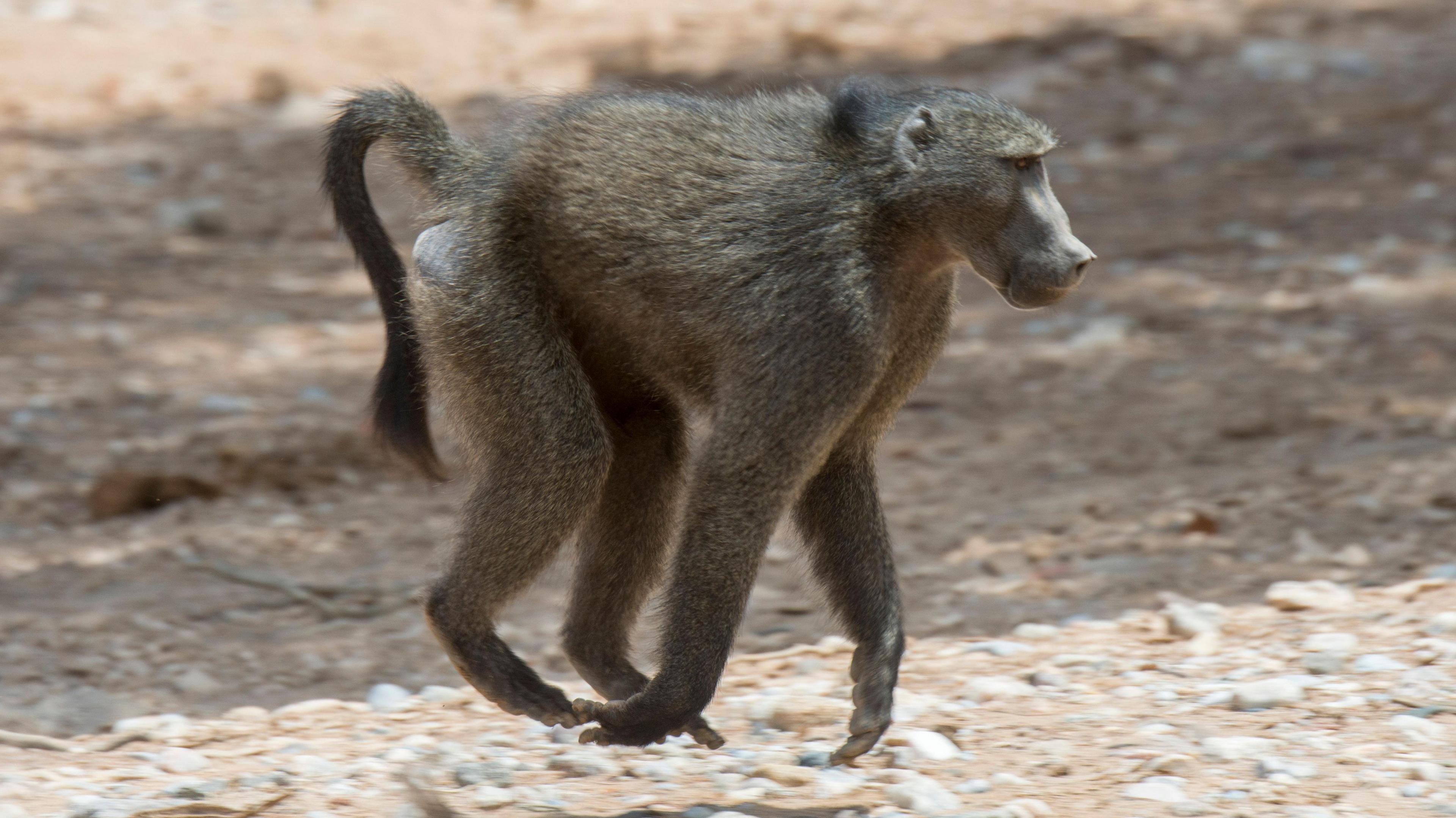 A Chacma baboon scampers through dry ground on four legs. 