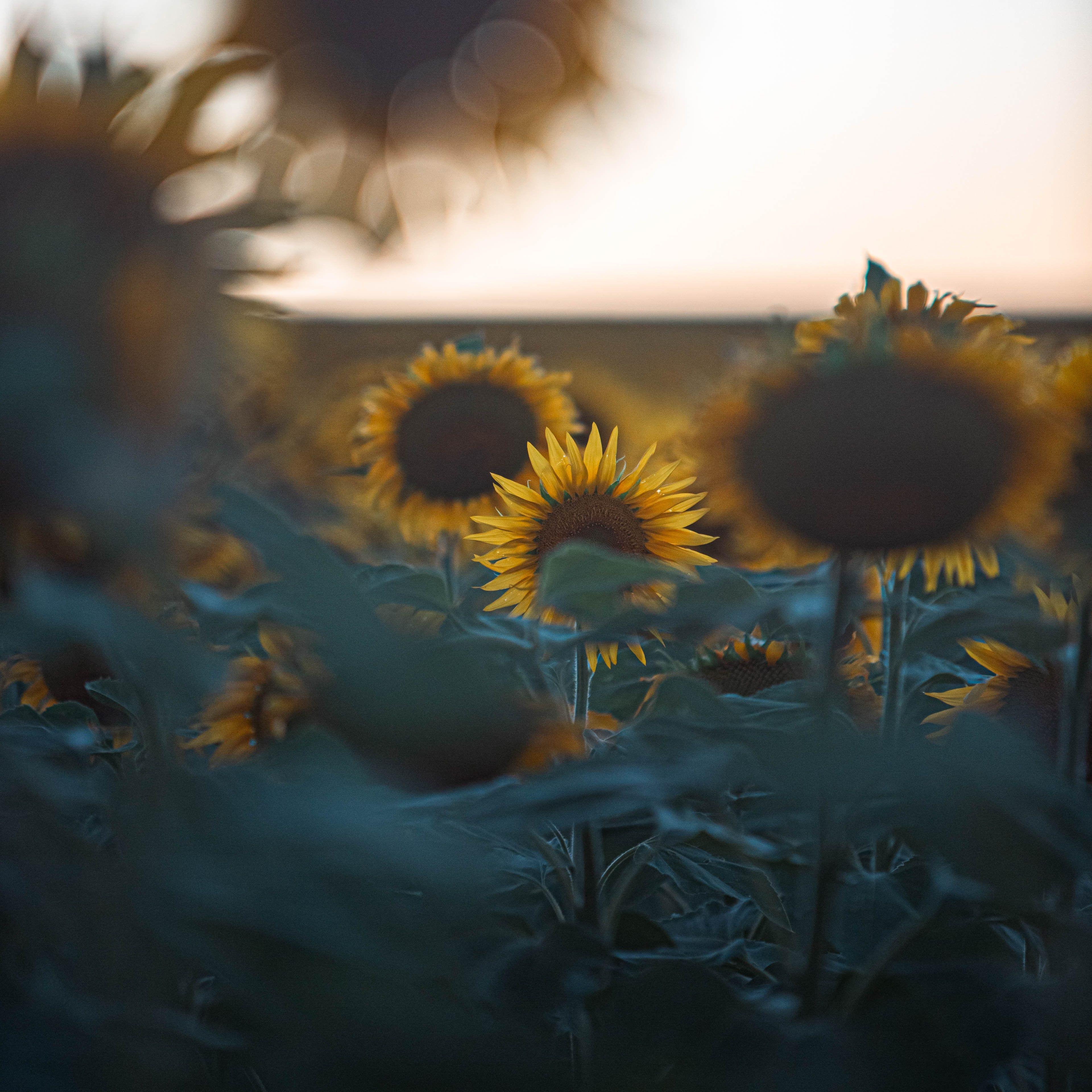 Sunflowers in a field at sunset