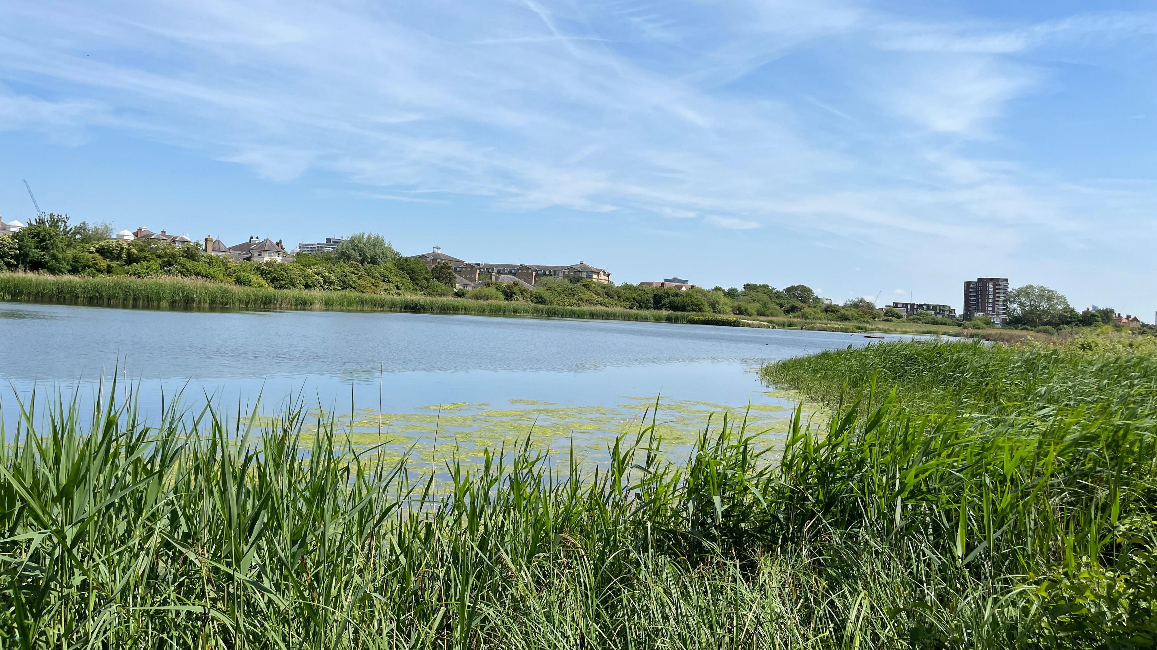 A large pool with rushes in the foreground