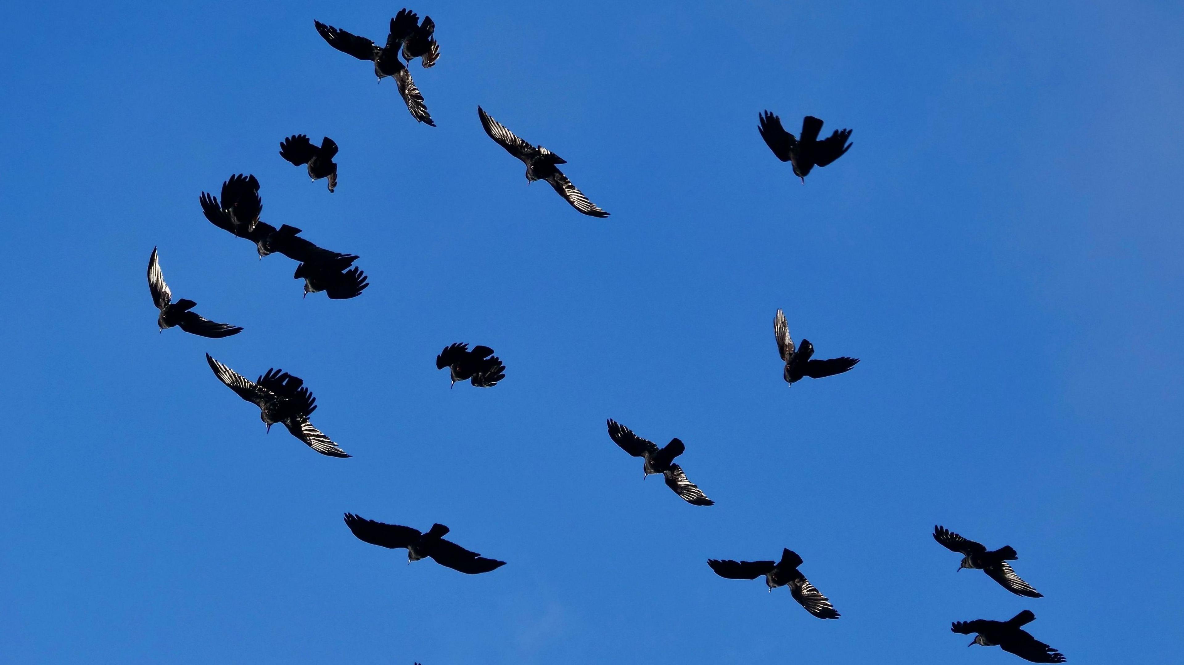 A group of Choughs flying in the blue sky.