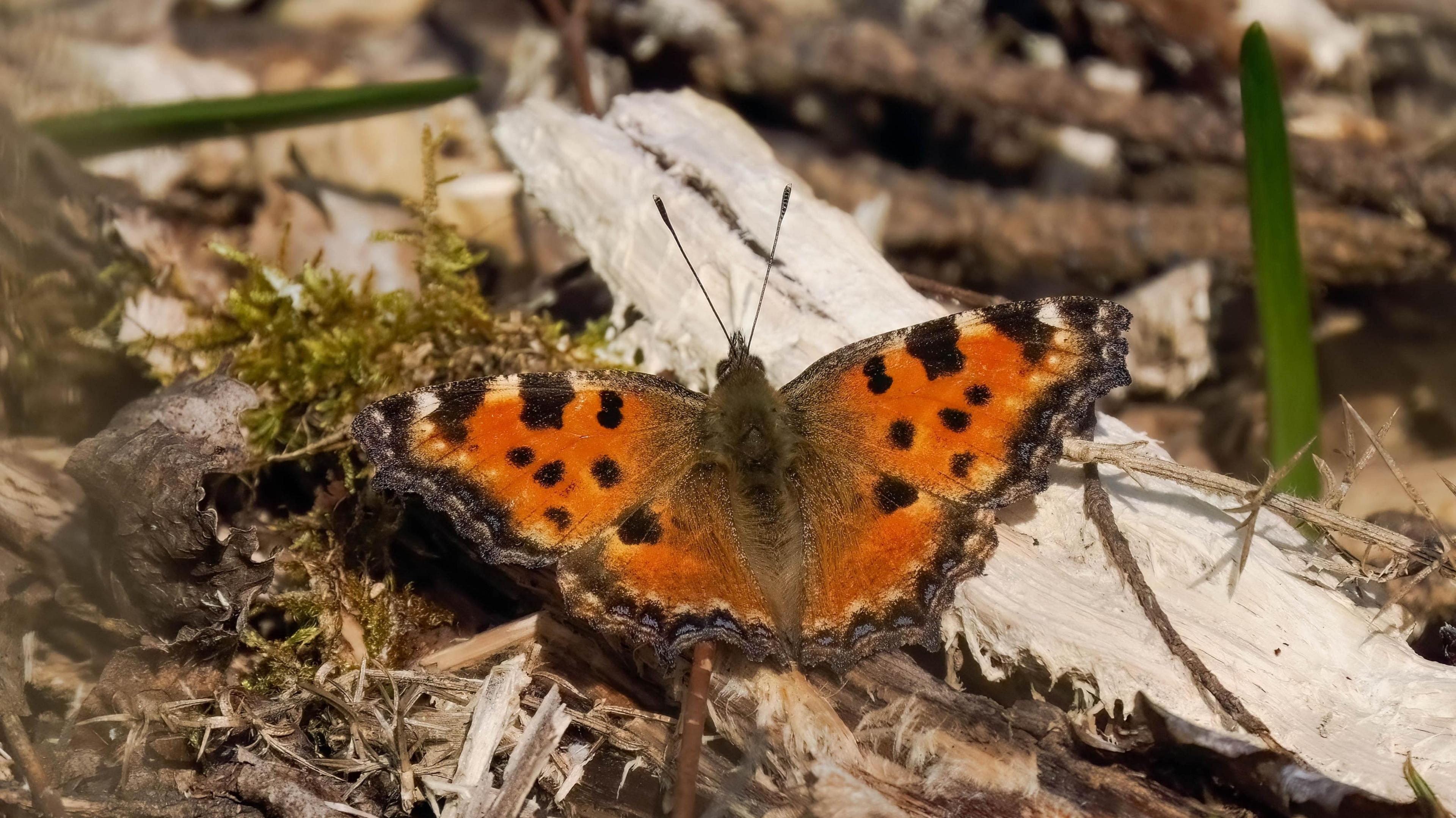 Large Tortoiseshell butterfly.