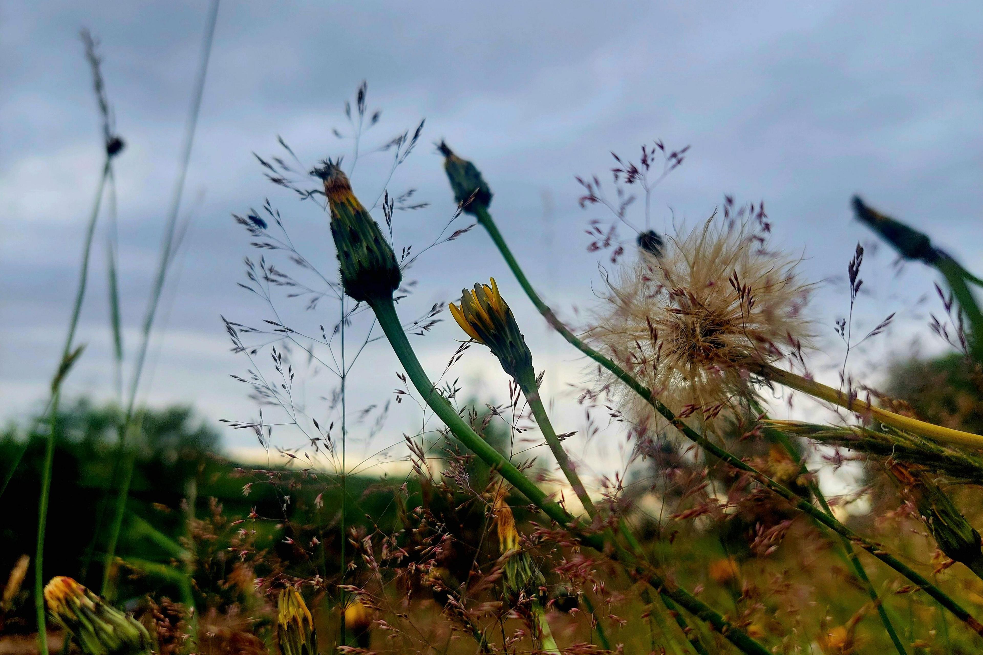 A close-up of dandelions in Great Chatwell, some coming into flower, while others form dandelion clocks and a greying sky in the background