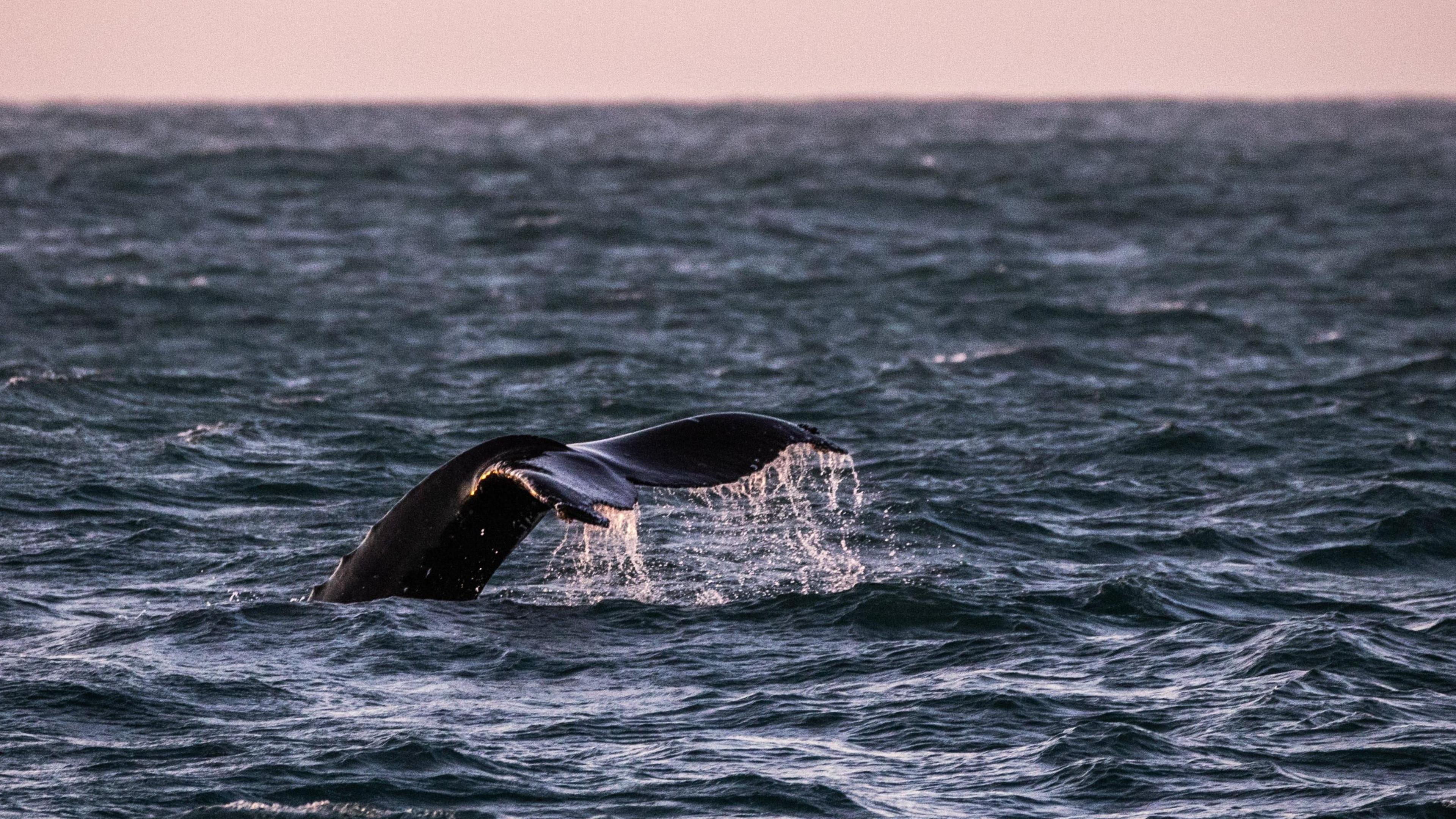 A humpback whale's tail and rear fin sticking out of the sea in Newquay