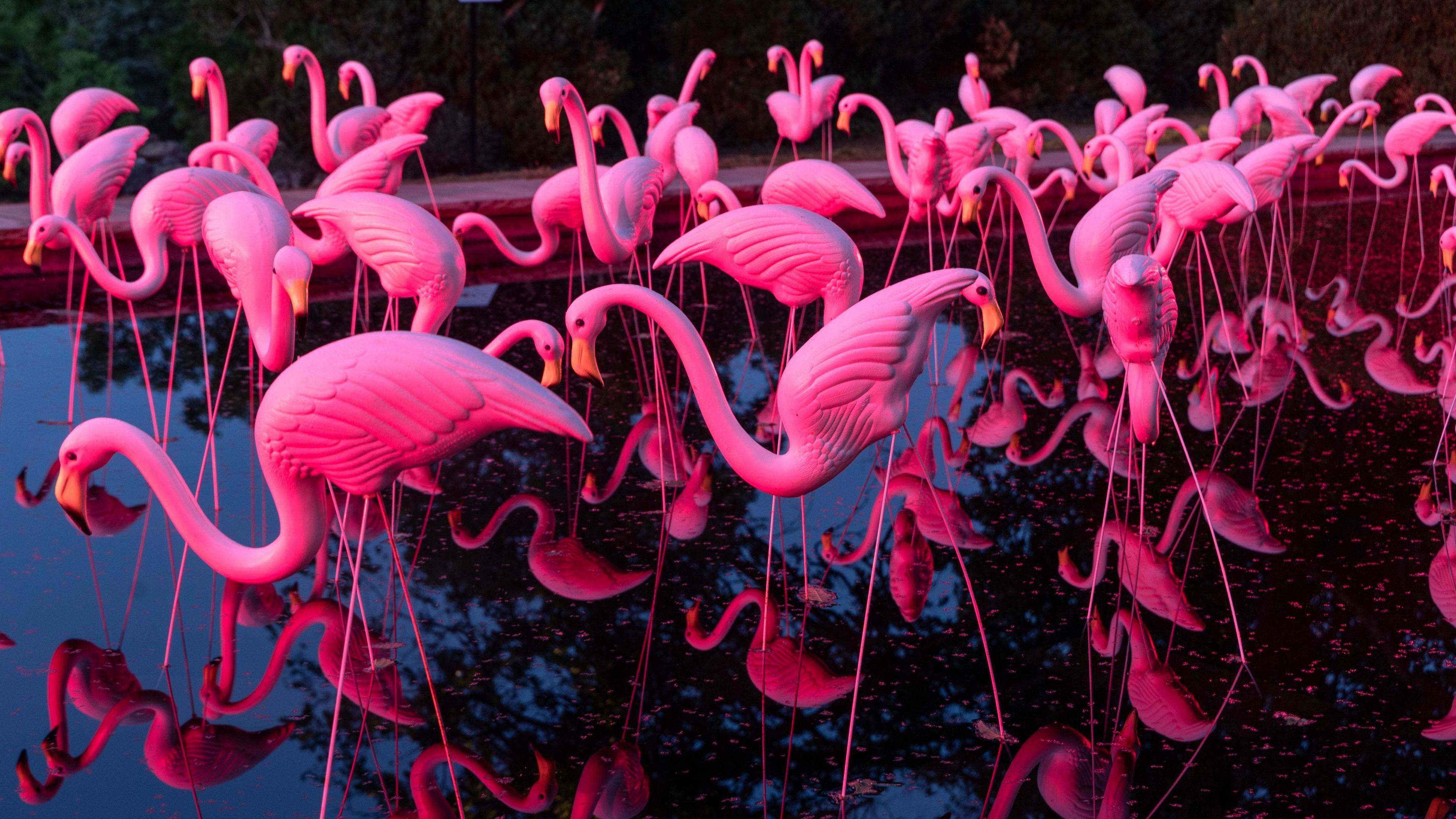 A flock of white flamingos illuminated in pink. They are near water which is mirroring them.