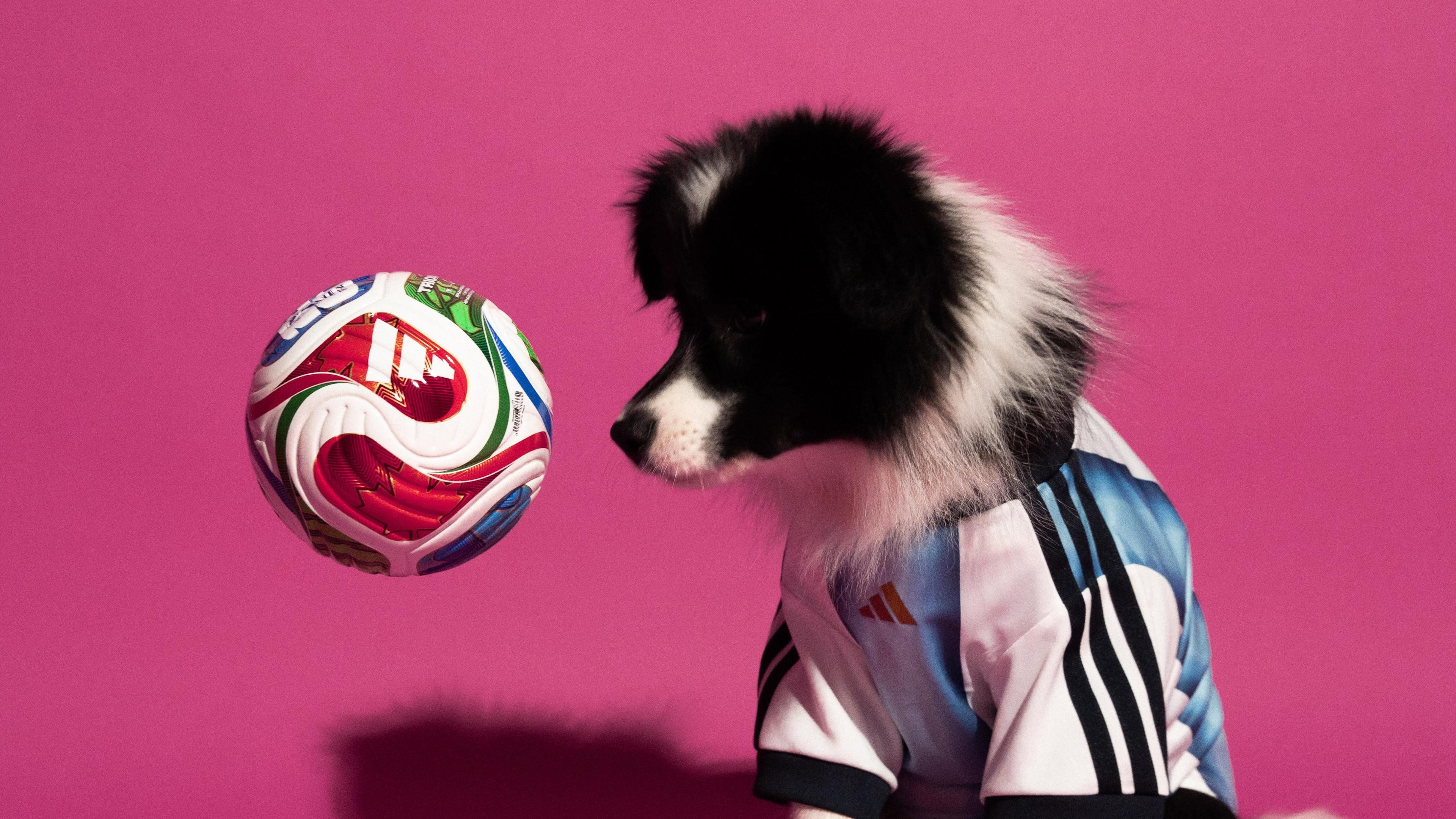 collie puppy wearing Argentina's shirt