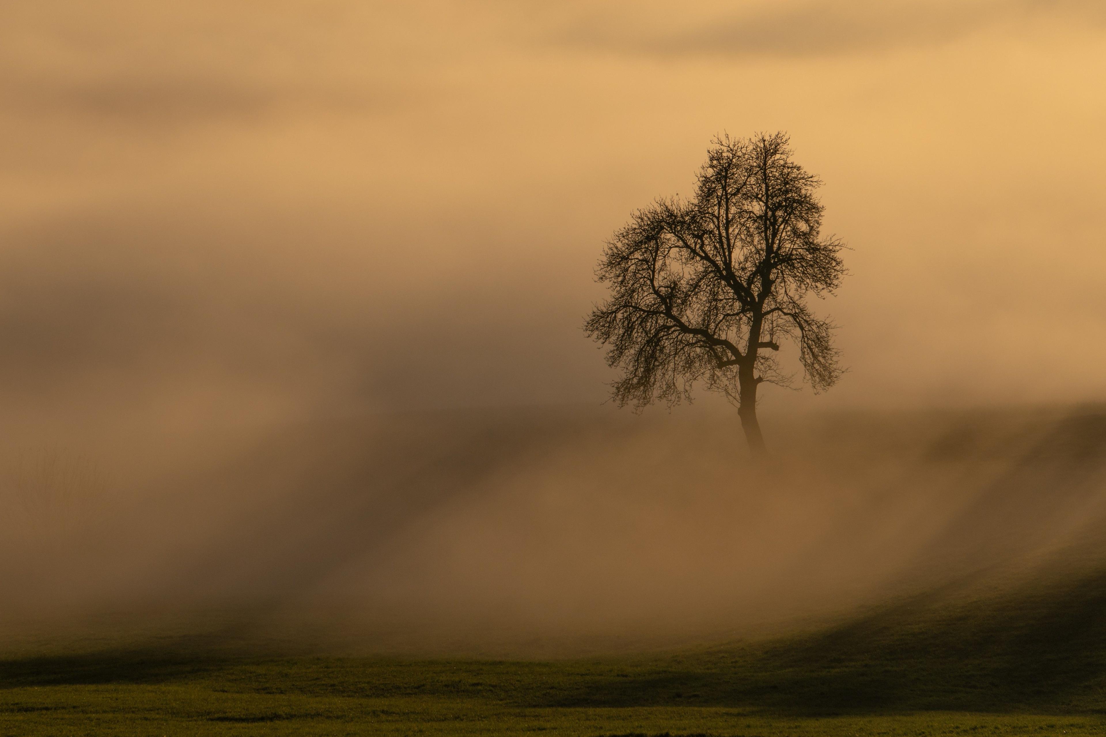 A lone tree stands out in a foggy landscape