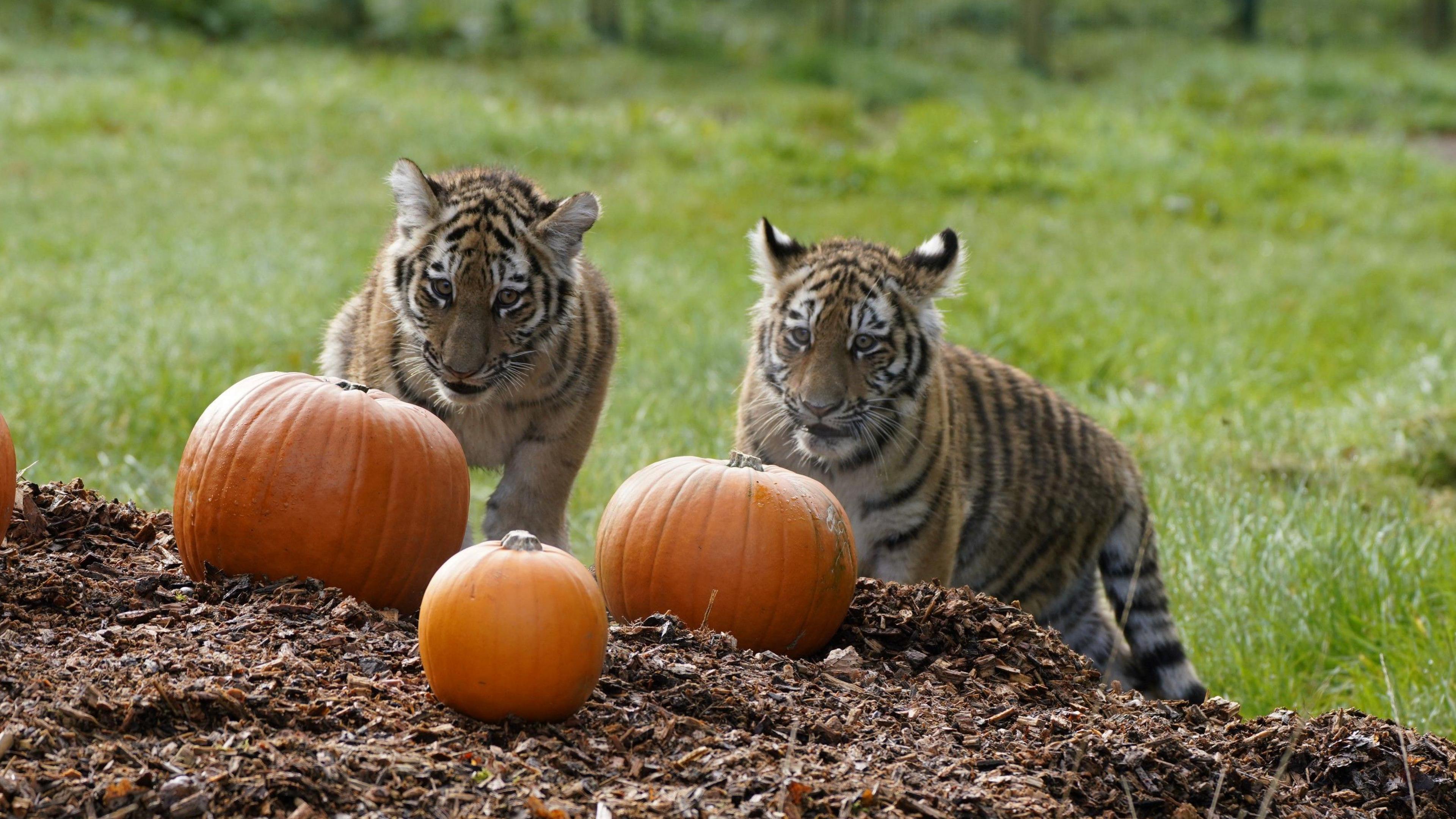 Two tiger cubs staring at large pumpkins in front of them on grass