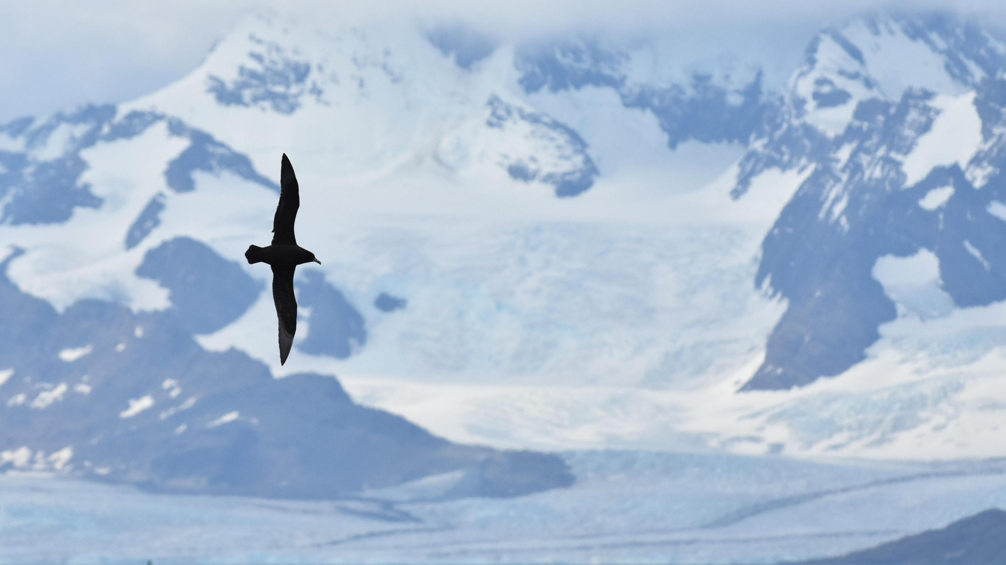 A large black bird soars with snow covered mountains beyond