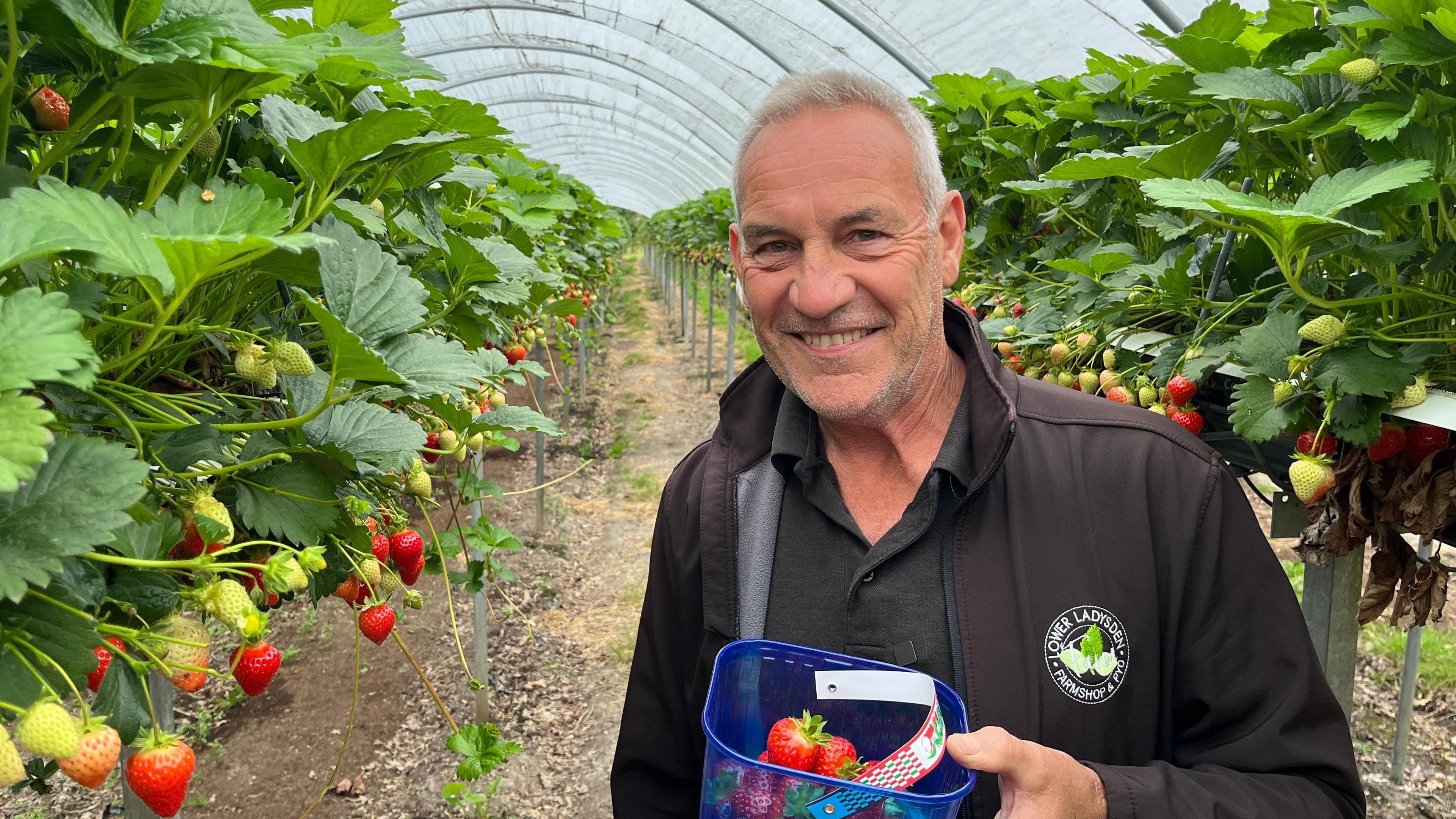 Steve Kember from Lower Ladysden Farm in Goudhurst holding a punnet of strawberries in a long polytunnel with plants on either side