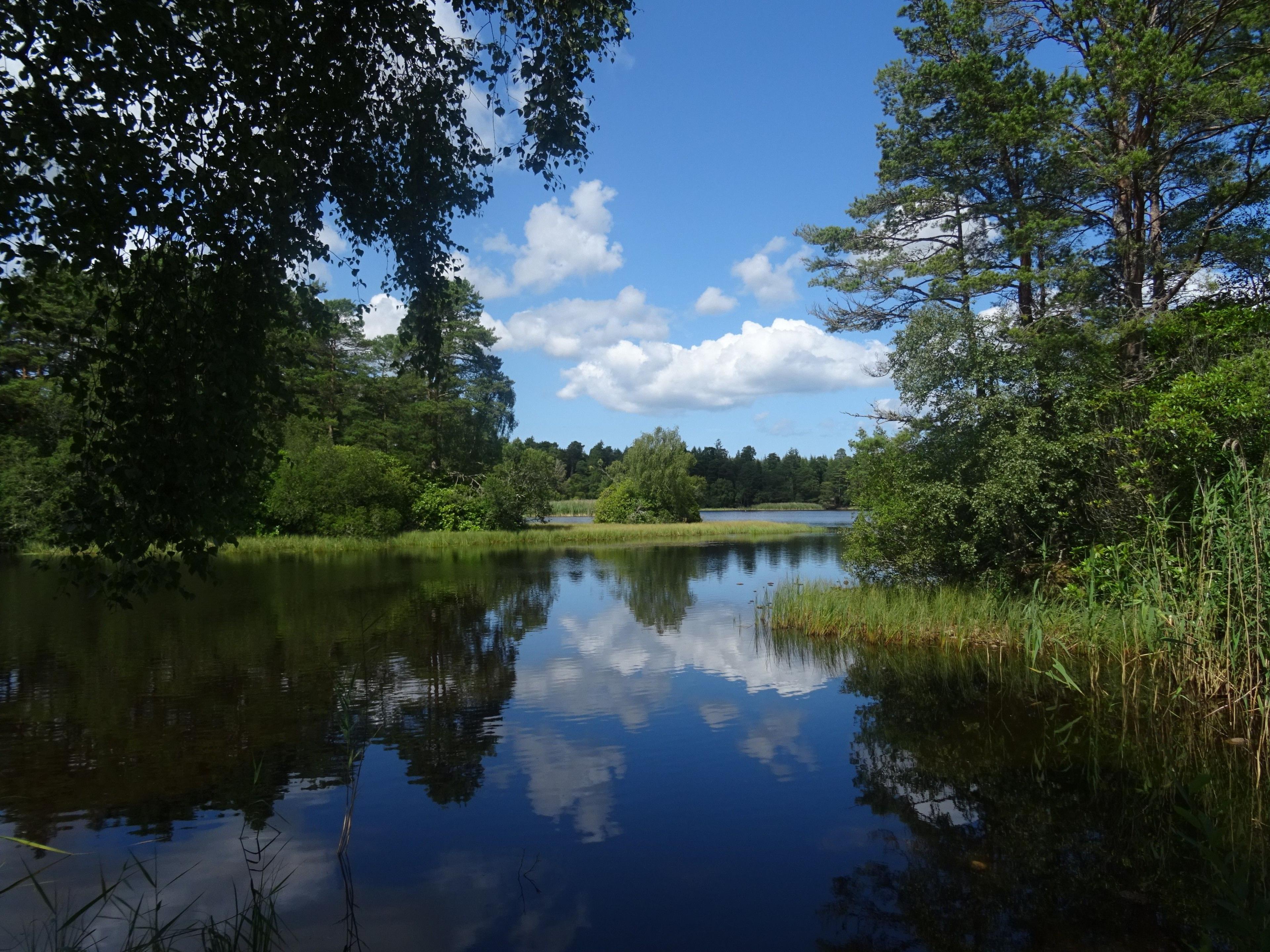 A loch on a sunny day, with large trees and lush greenery around it