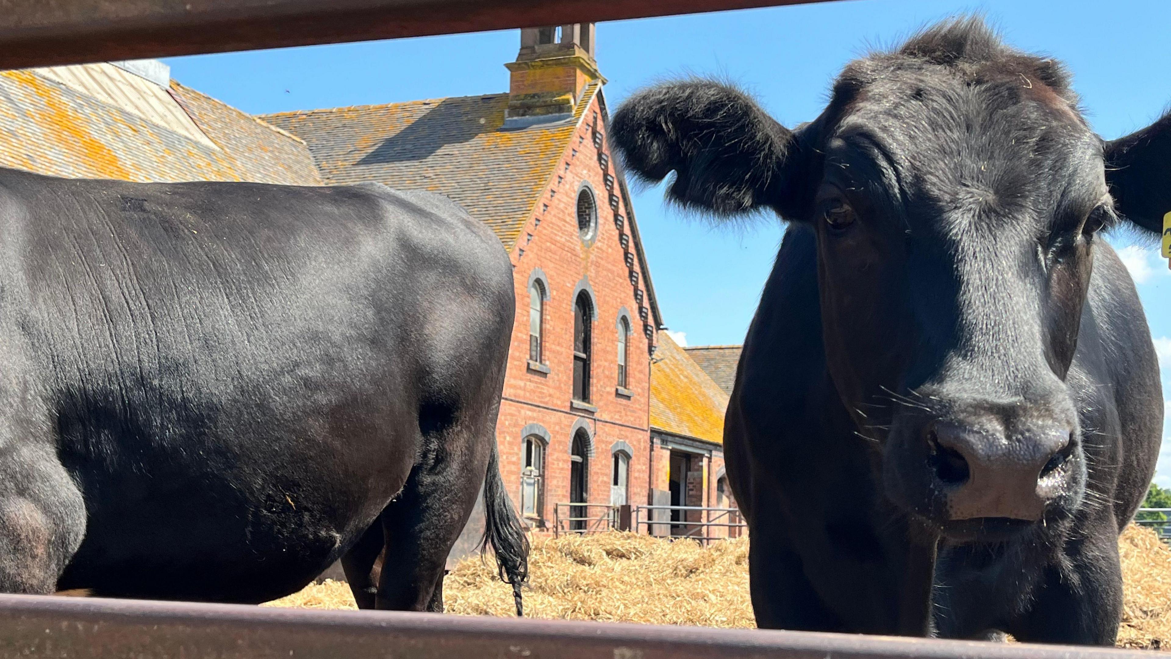 A black cow looks at the camera through a fence with a red brick farm building in the background and a clear blue sky behind